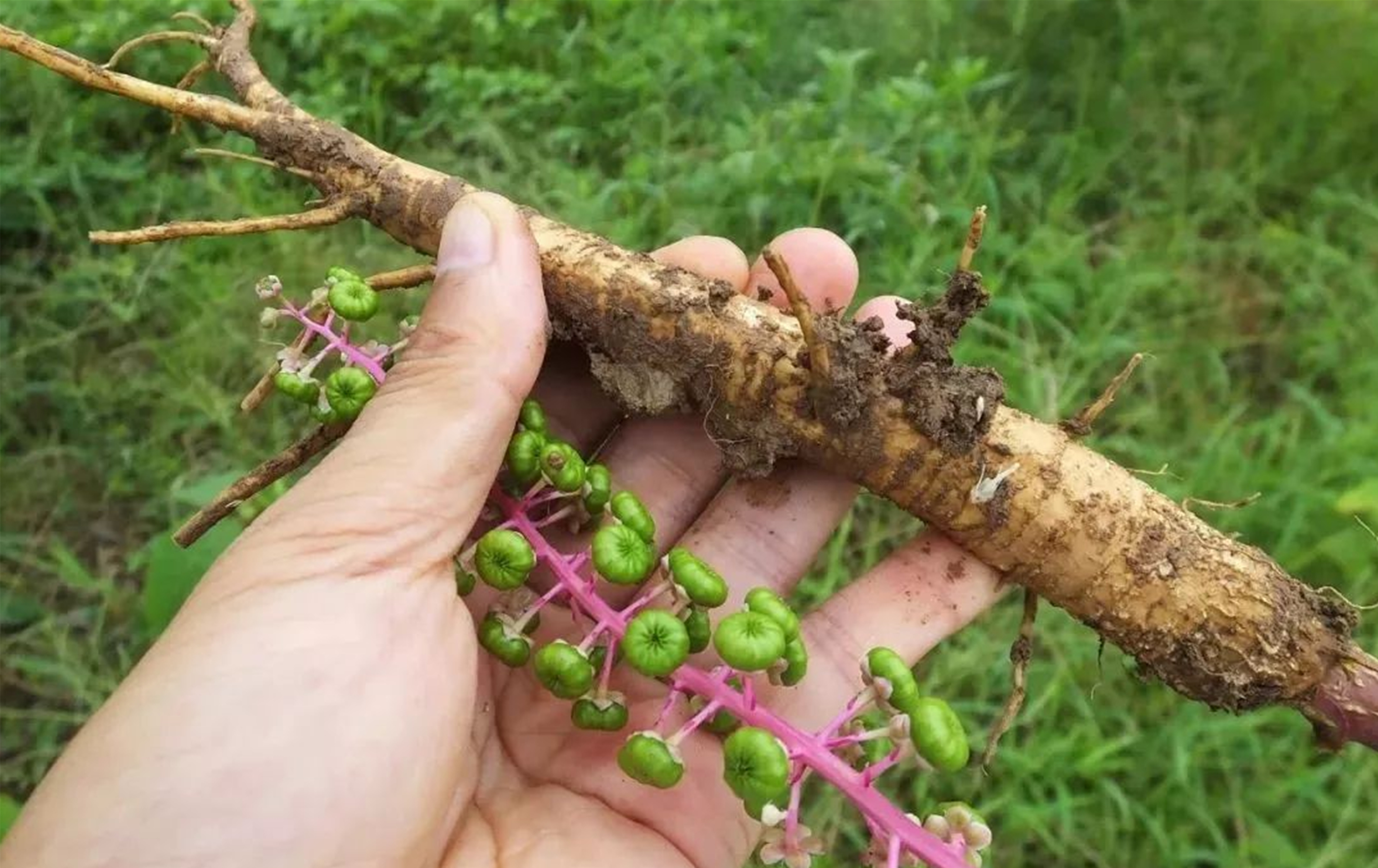 商陆是有毒的植物,很多人不懂它的宝贵价值,不能随便乱用
