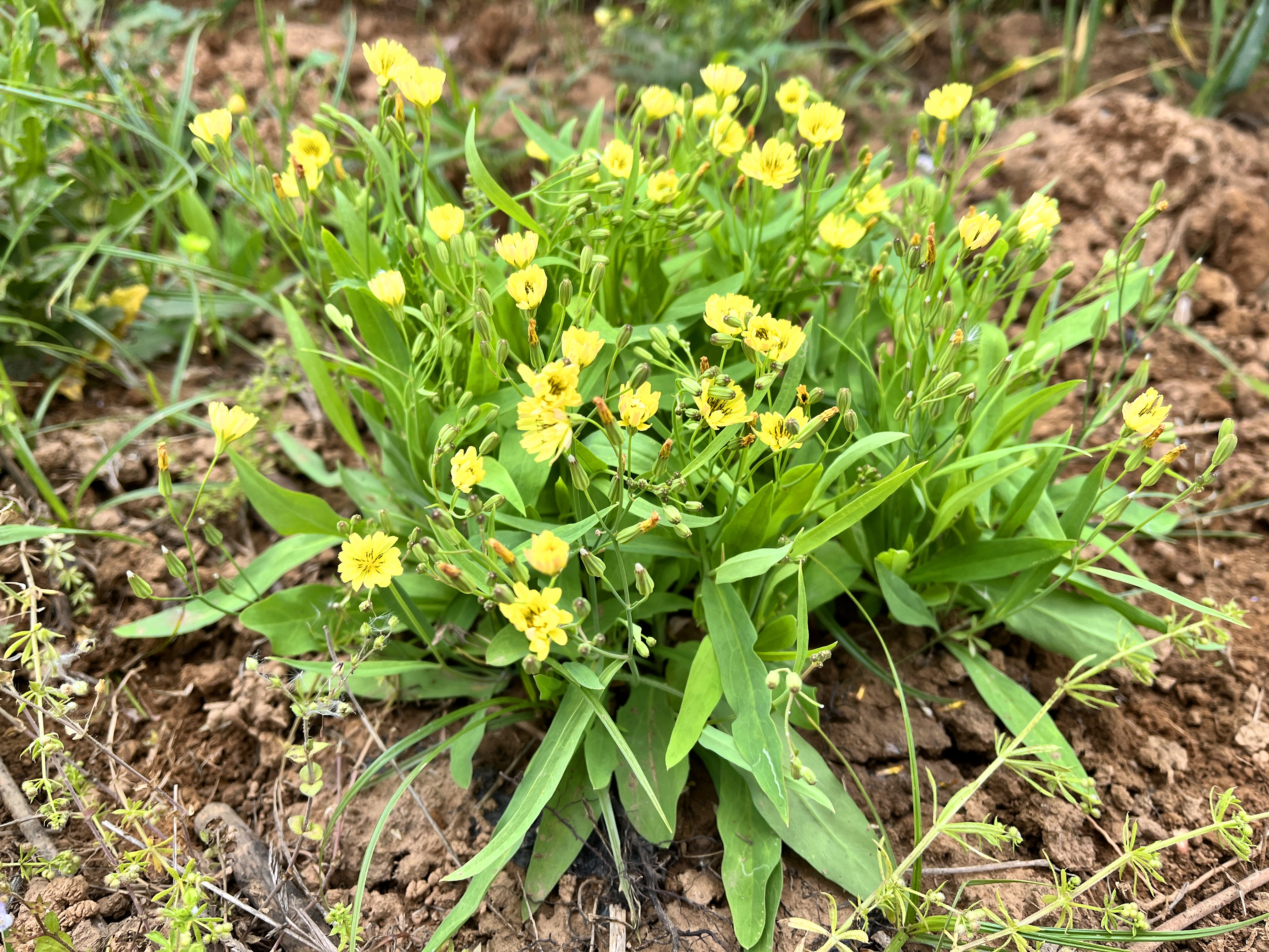 今天来认识一种植物，它叫“败酱草”，用途厉害了