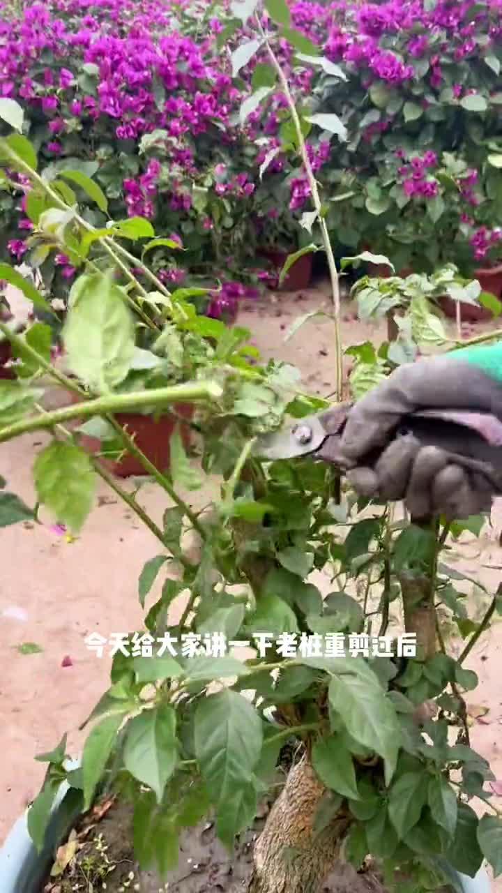 老桩三角梅发芽如何修剪