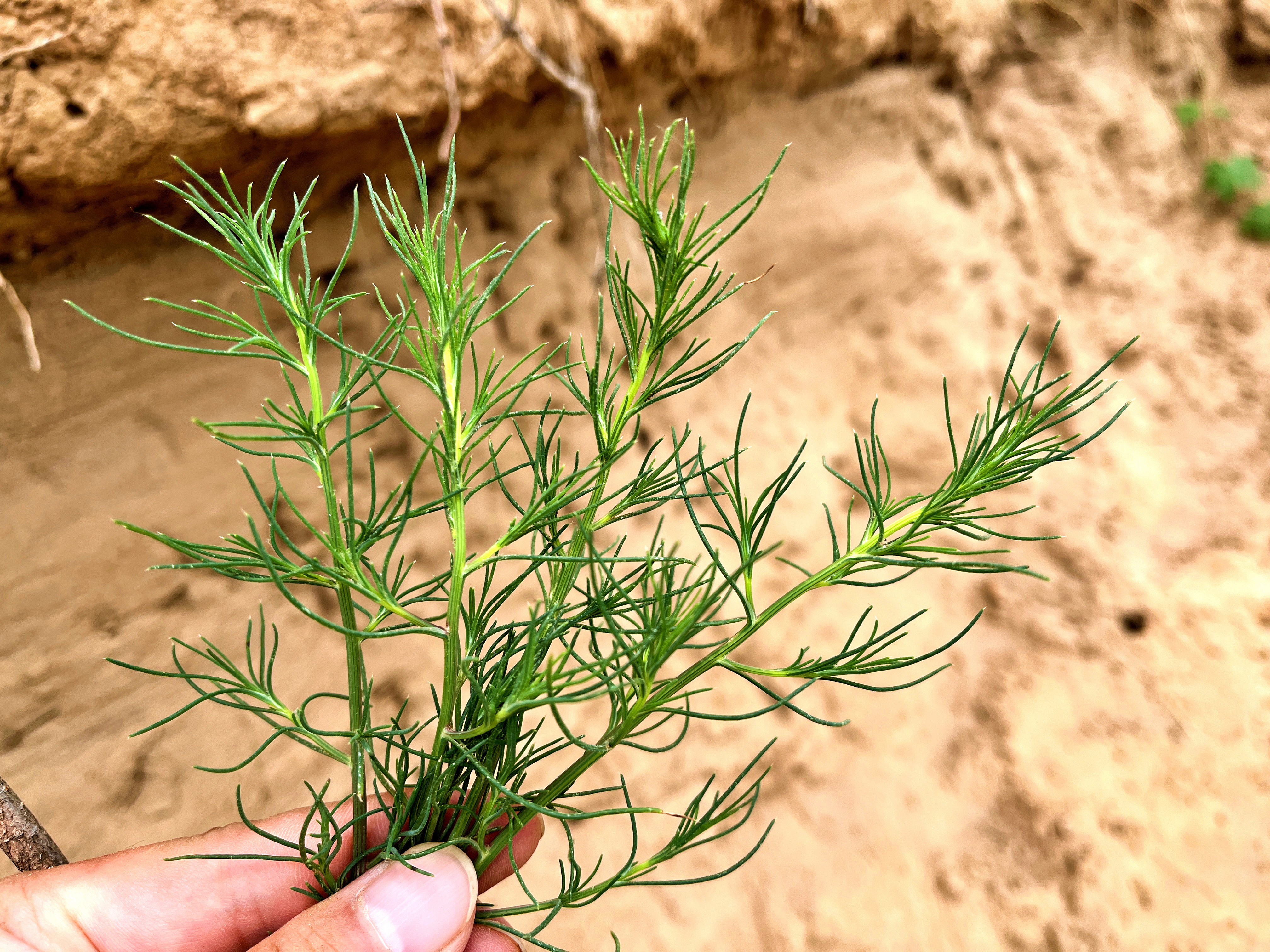 猪毛菜就是“野茴香”,好多人没吃过,快来认识了解下