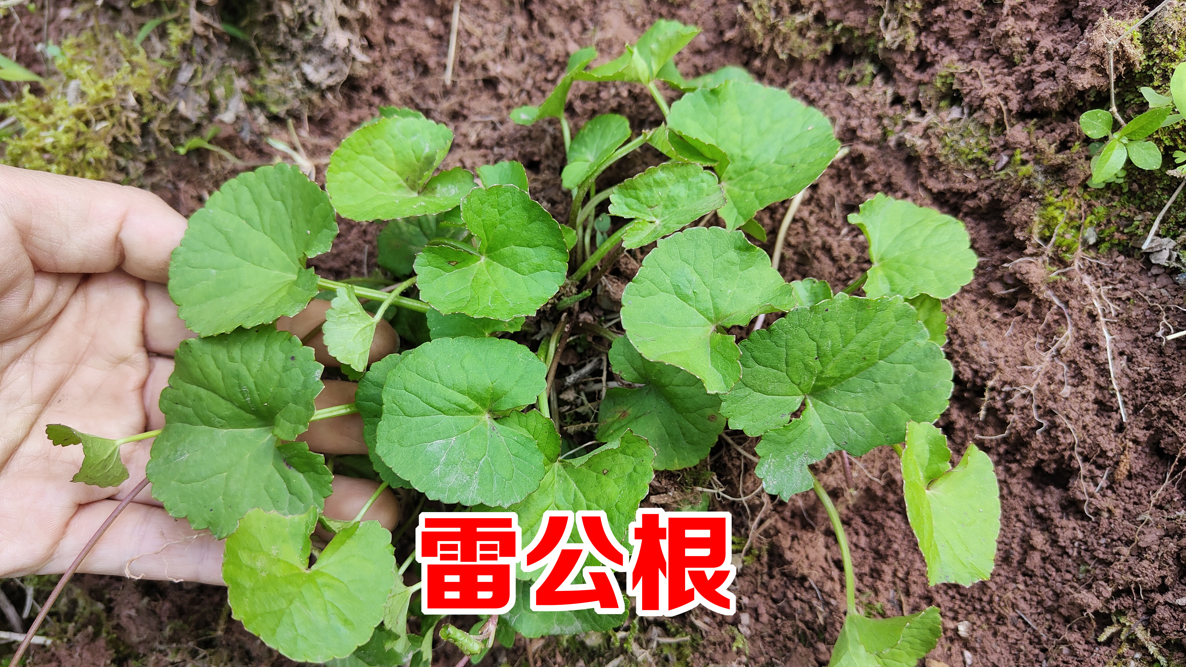 农村的雷公根是“结石”的克星?和猪小肚一起炖汤作用厉害了?