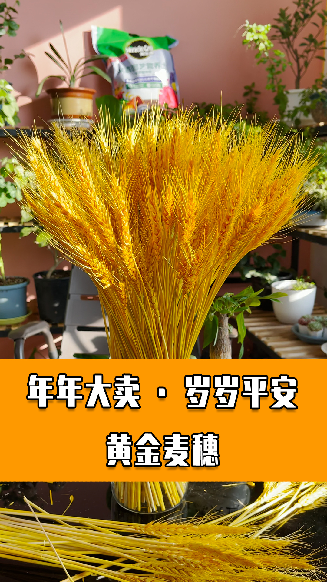 过年家里摆束黄金麦穗寓意年年大麦卖岁岁穗穗平安
