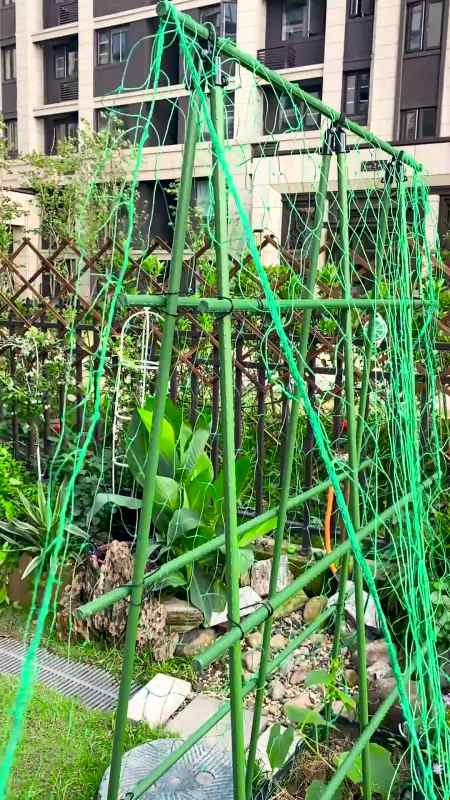 这个爬藤网确实很好用,你看我黄瓜都长这么这个高了-度小视