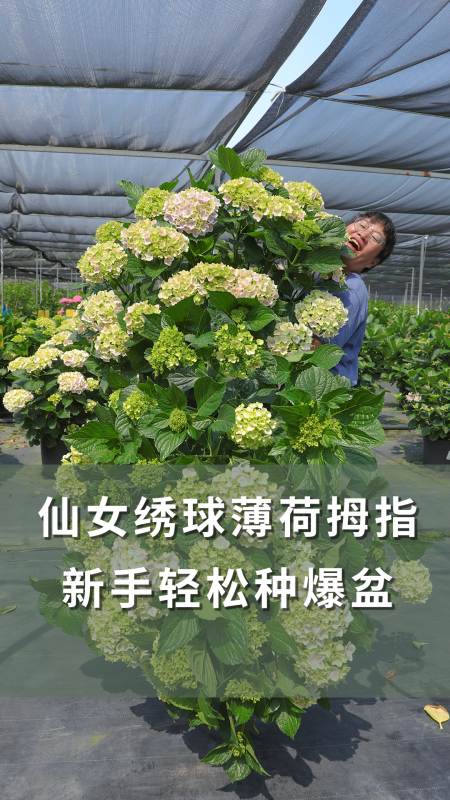 仙女绣球薄荷拇指新手轻松爆盆海妈植物推荐