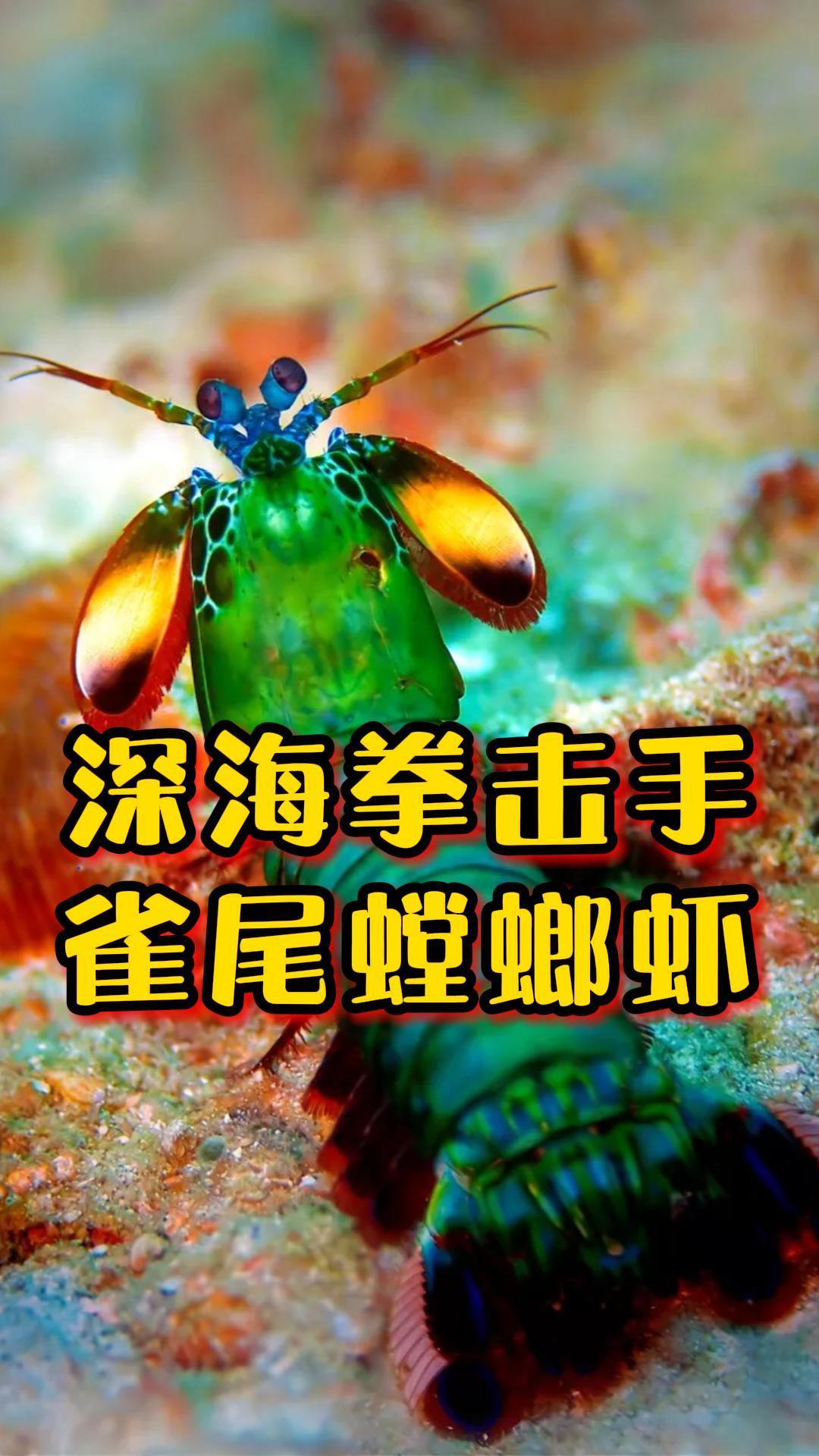 海洋中的顶级拳击手打拳速度和子弹一样快的雀尾螳螂虾