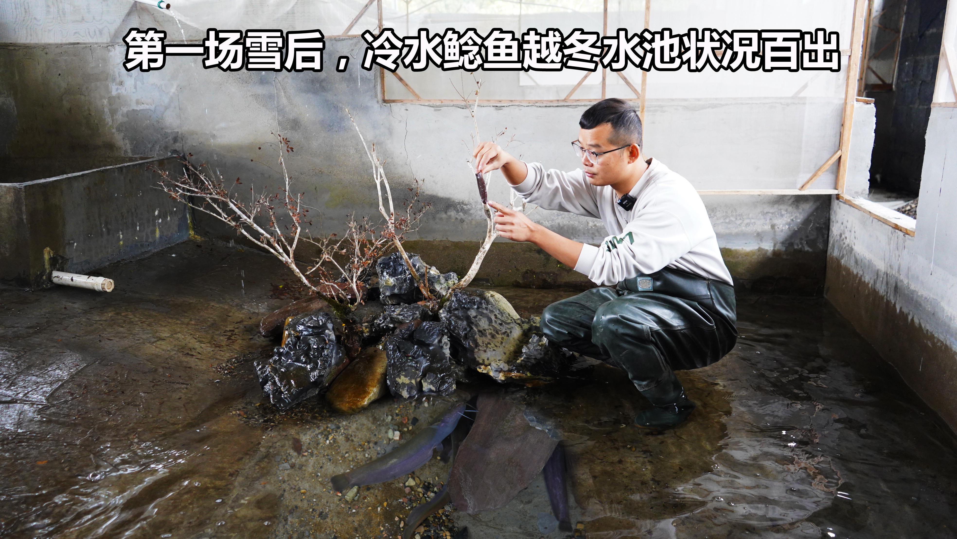 第一场雪后冷水鲶鱼状况百出,岸边还发现鱼肉残骸,往后形势严峻