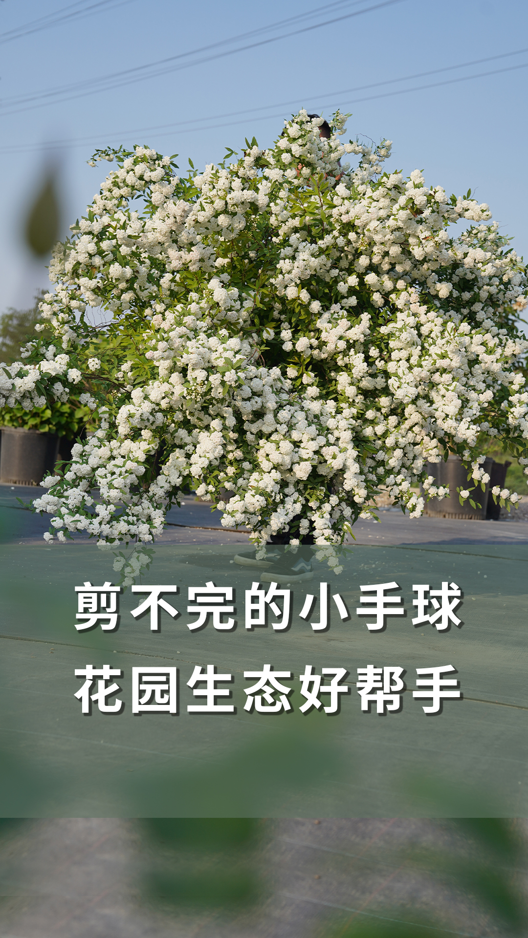 剪不完的小手球,花园生态好帮手「海妈植物推荐」-度小视