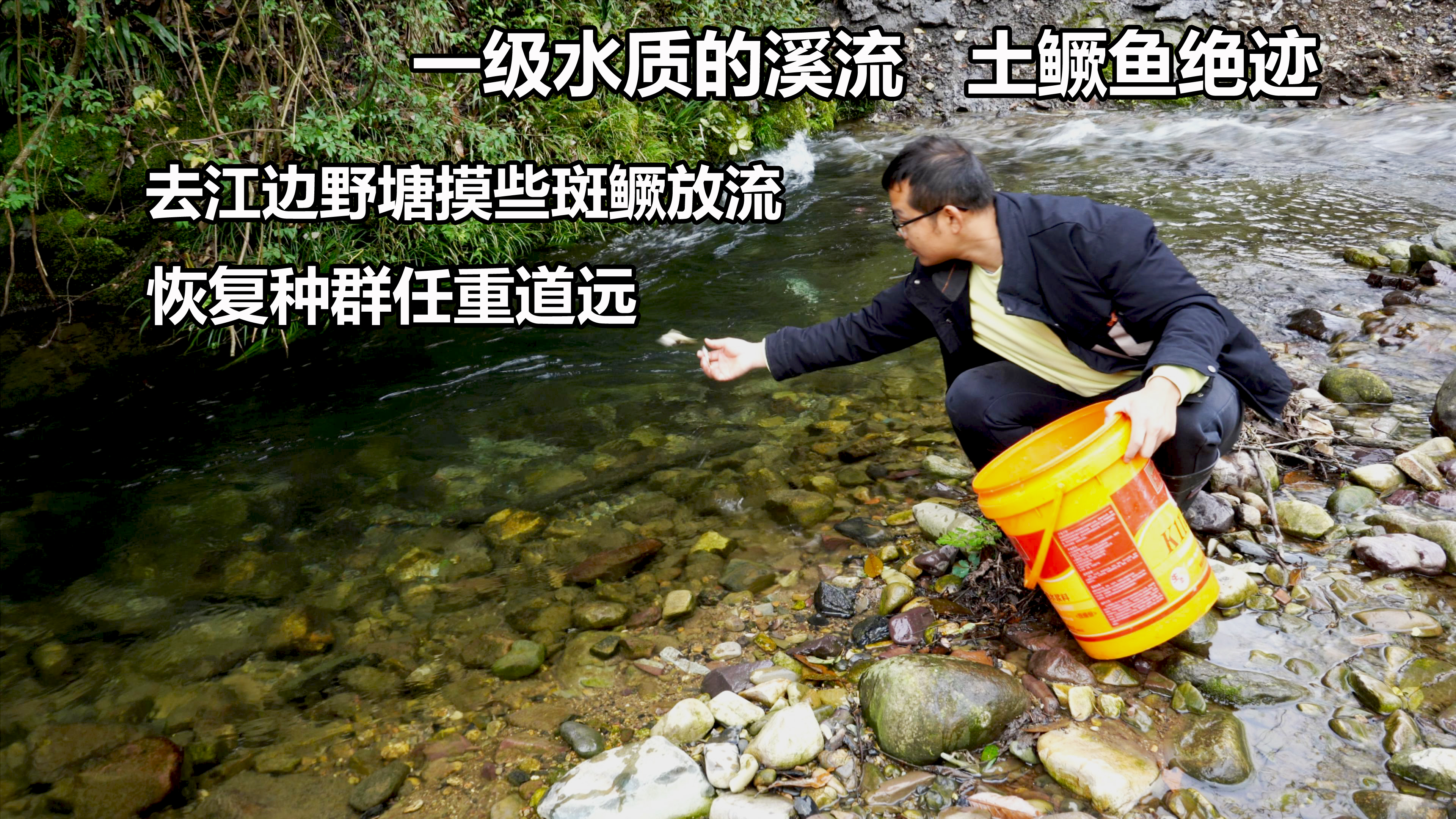 20年前土鳜鱼已绝迹,明明溪流水质那么好,只能来河边捉鳜鱼放流