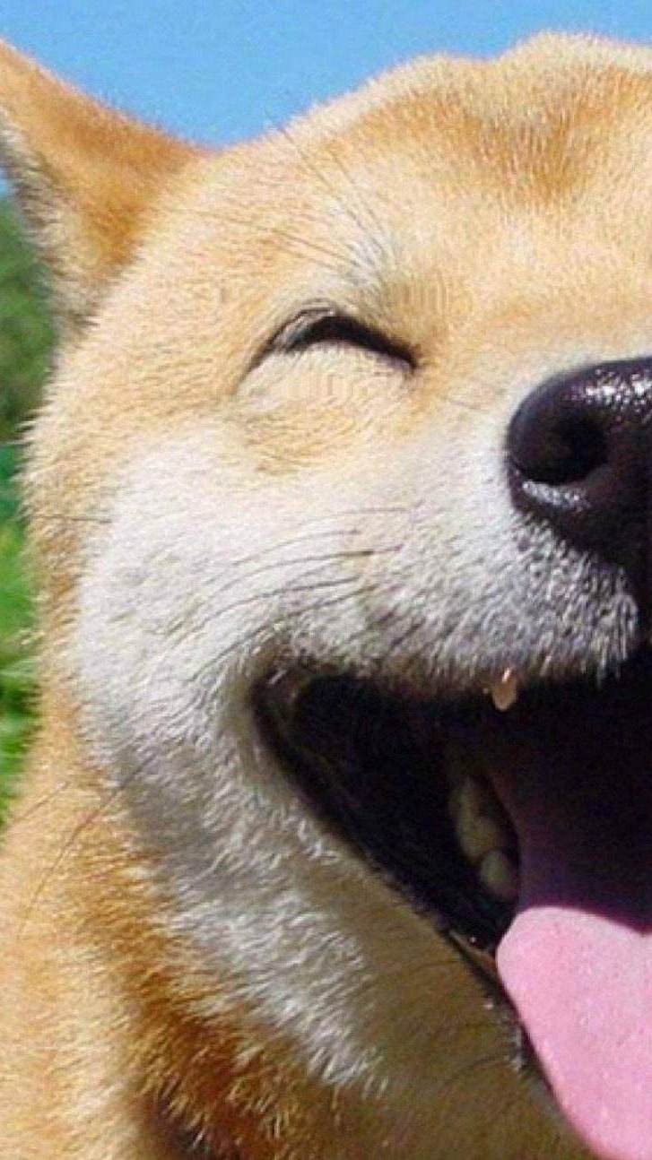 每日笑笑·缓解最近糟糕情绪