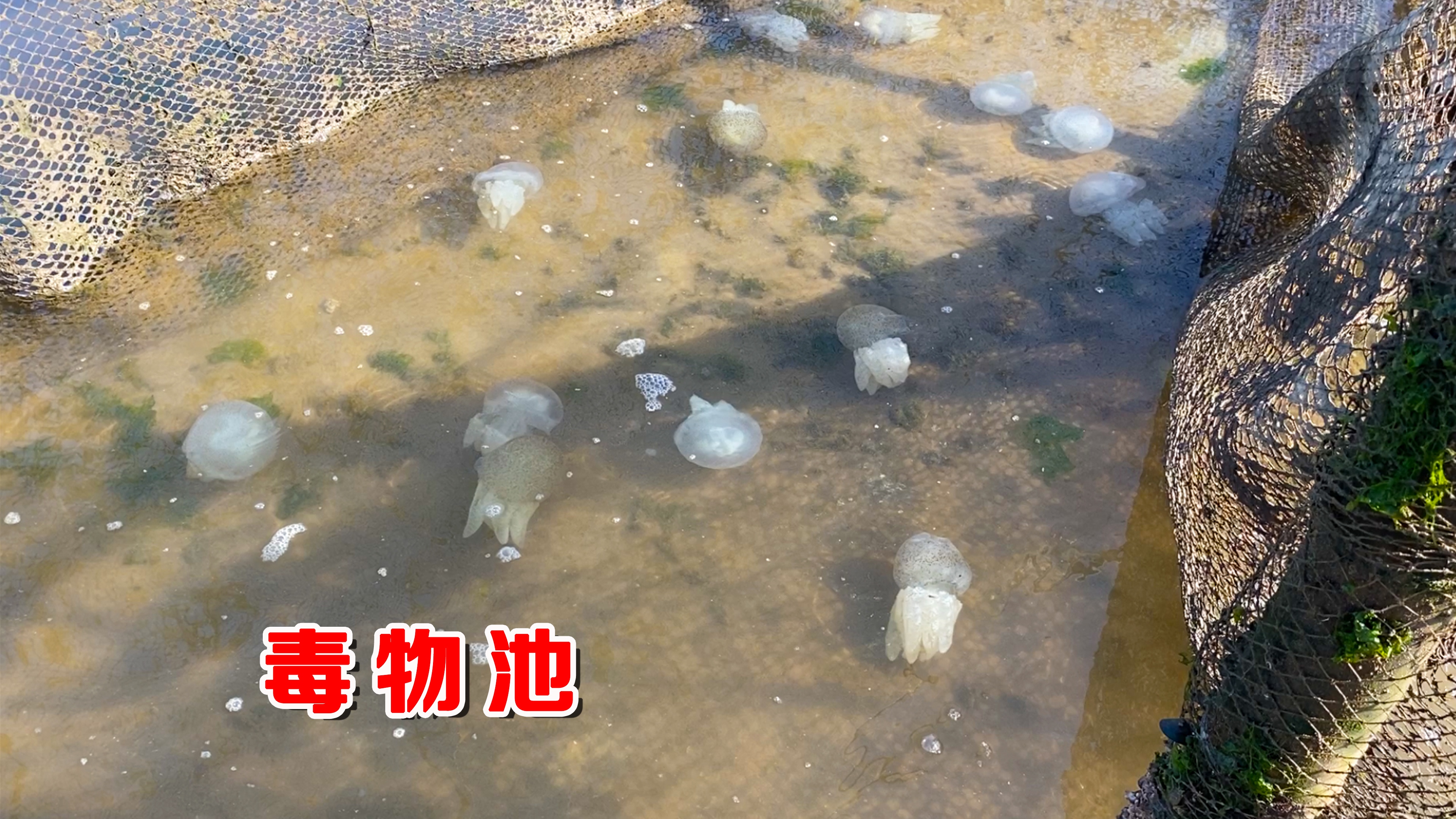 退潮后发现一群泥猛鱼,旁边还有几十只水母,毒性强阿聪不敢乱动