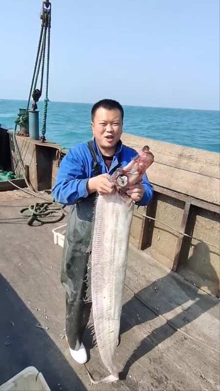 五六十斤的超级大刀鱼大带鱼你见过吗-度小视