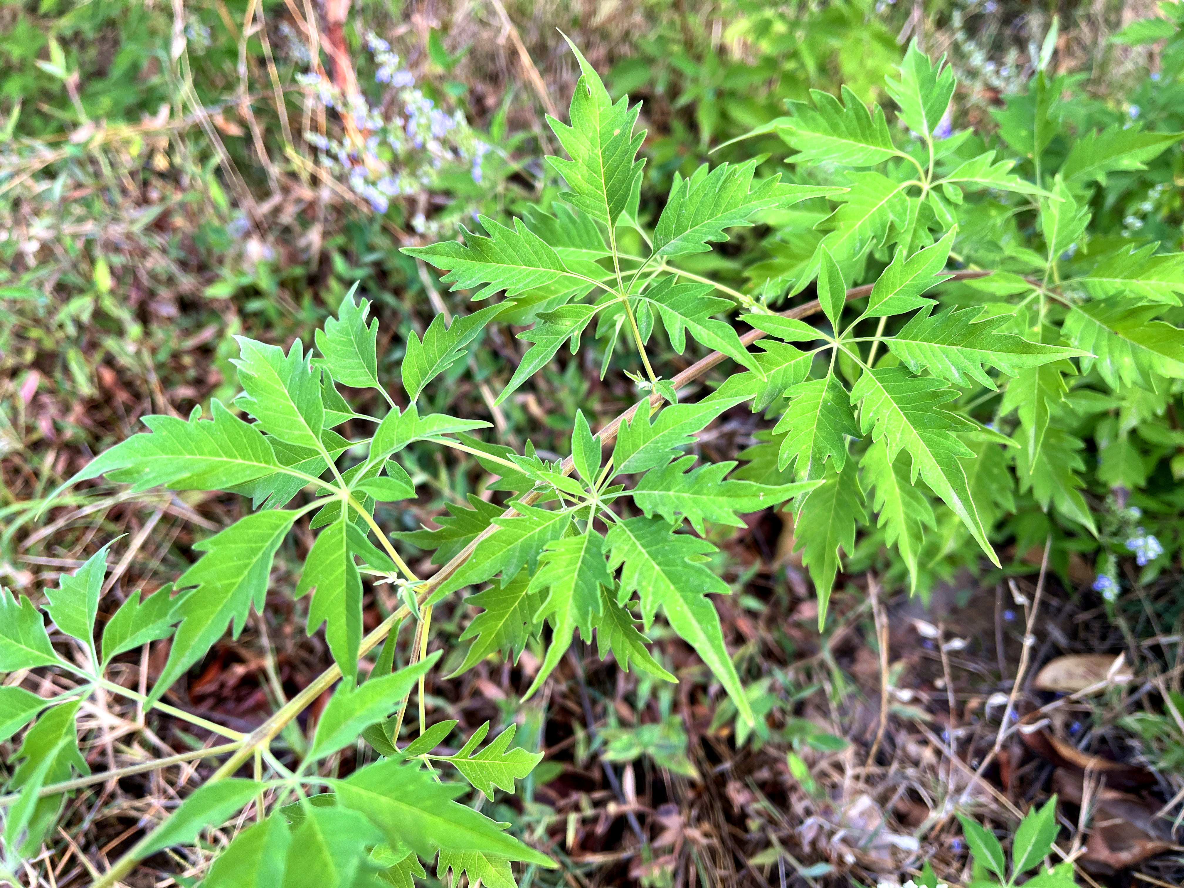 黄荆叶的用途真厉害,可惜知道的人不多,涨知识了