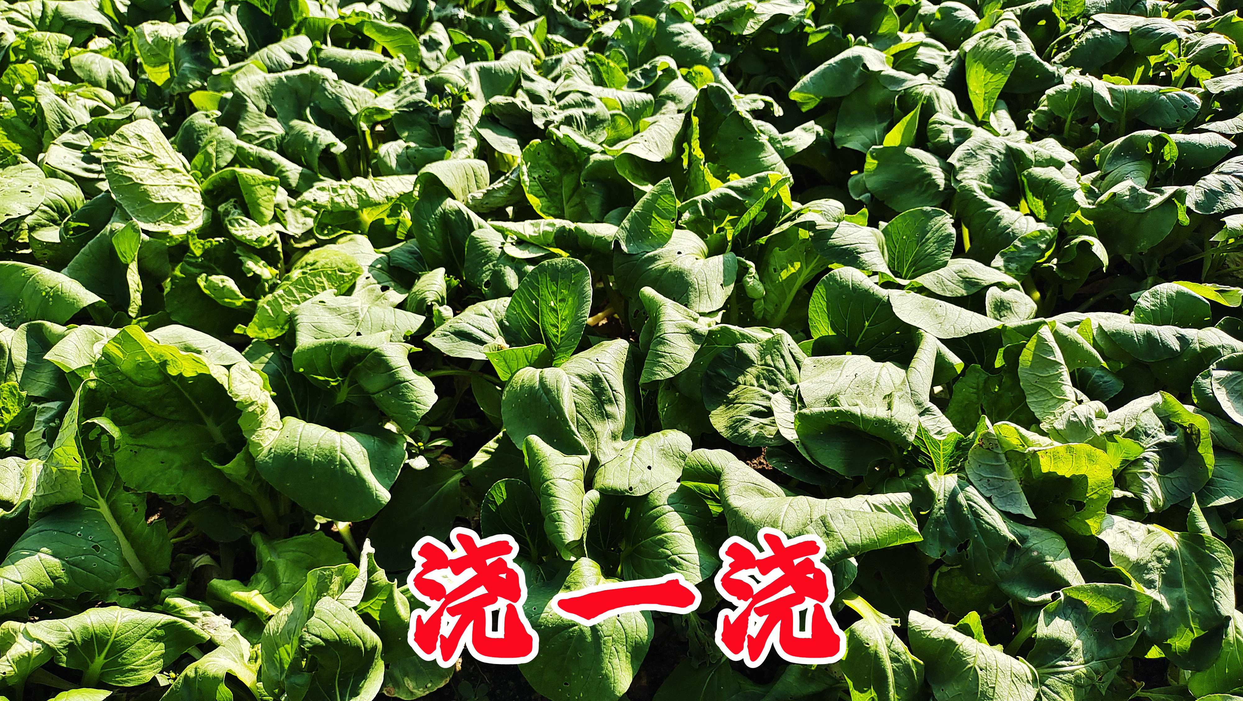 不管是种植什么菜,请经常用这个浇一浇,能生根又防病虫简单实惠