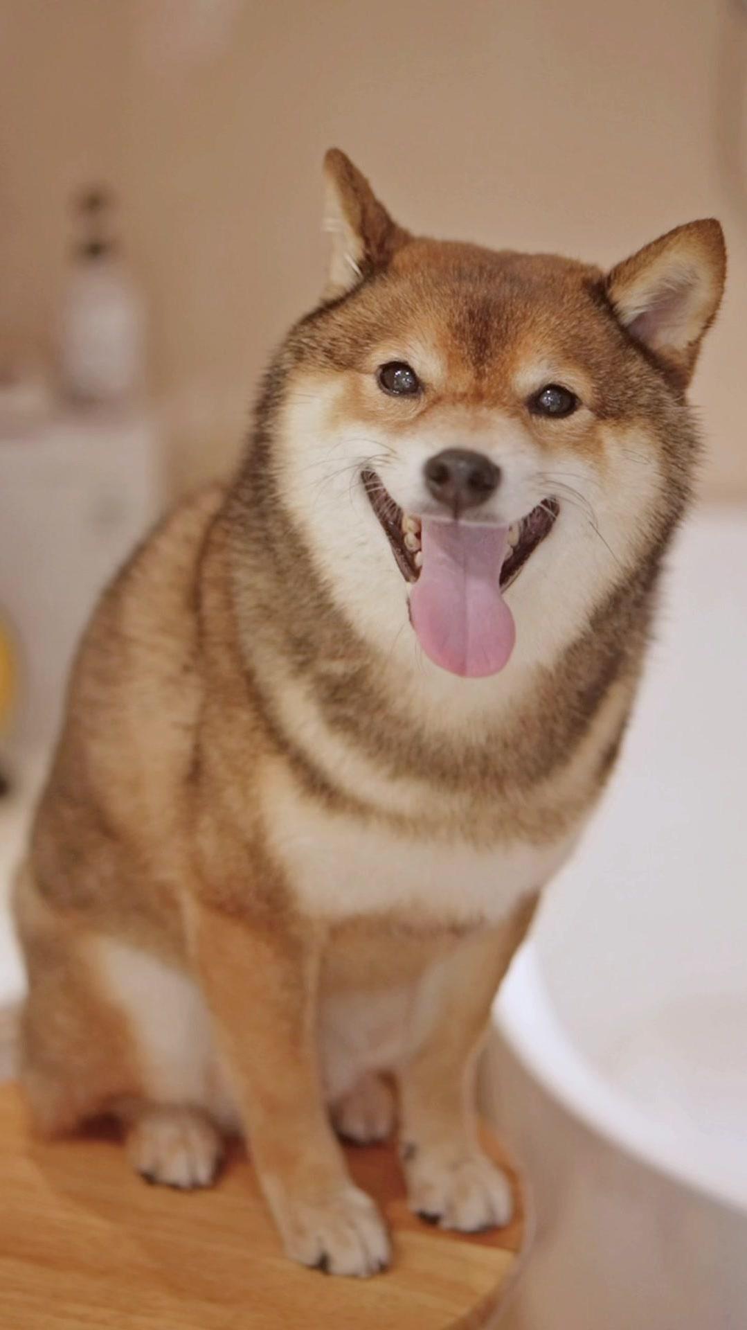 在家给狗子洗澡最治愈了萌宠好物柴犬跟宠物一起宅在家