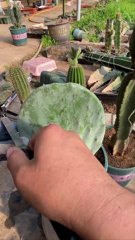 仙人掌嫁接白檀——老花匠的日常-度小视