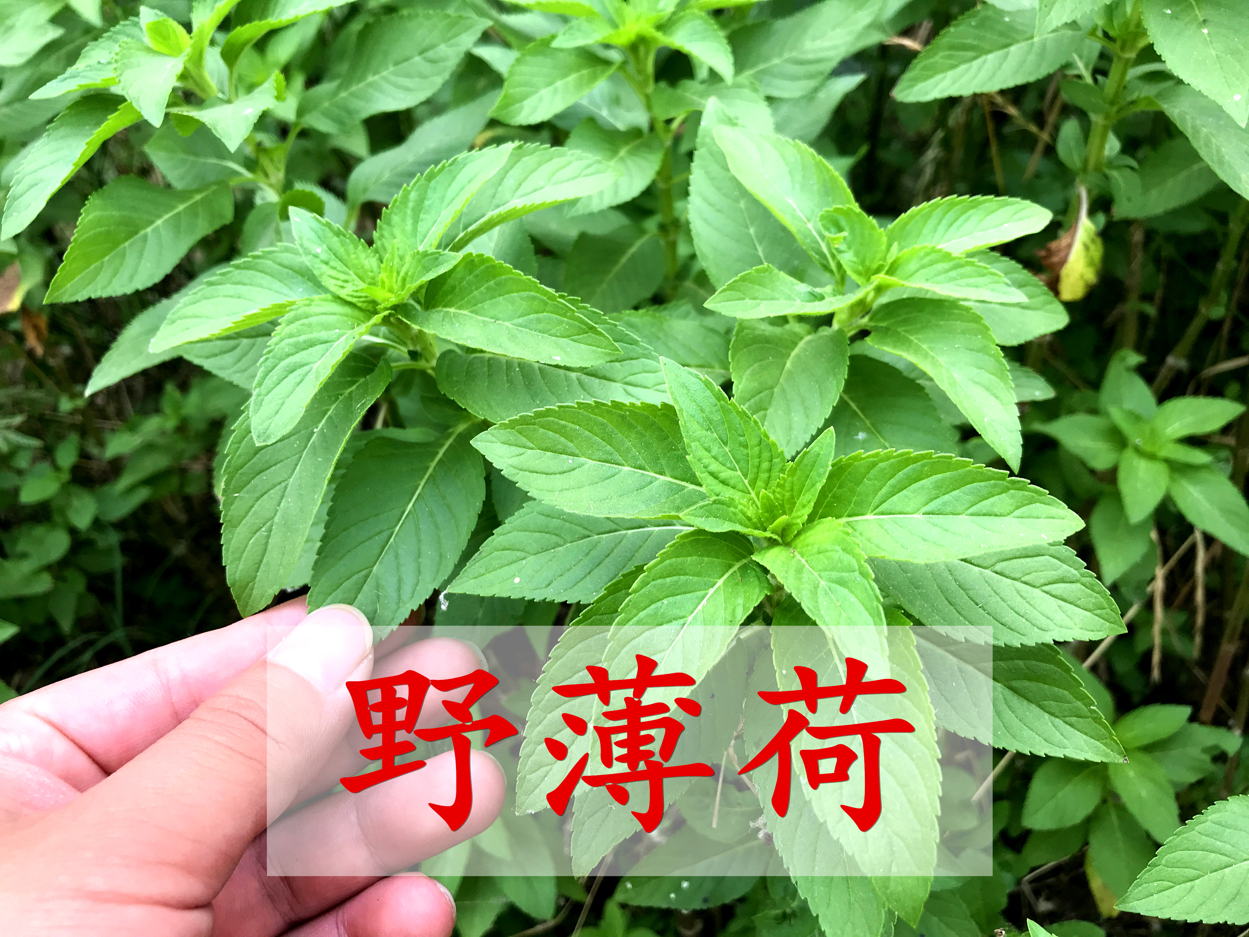 农村常见的野薄荷,还有3个厉害妙用?真的很实用