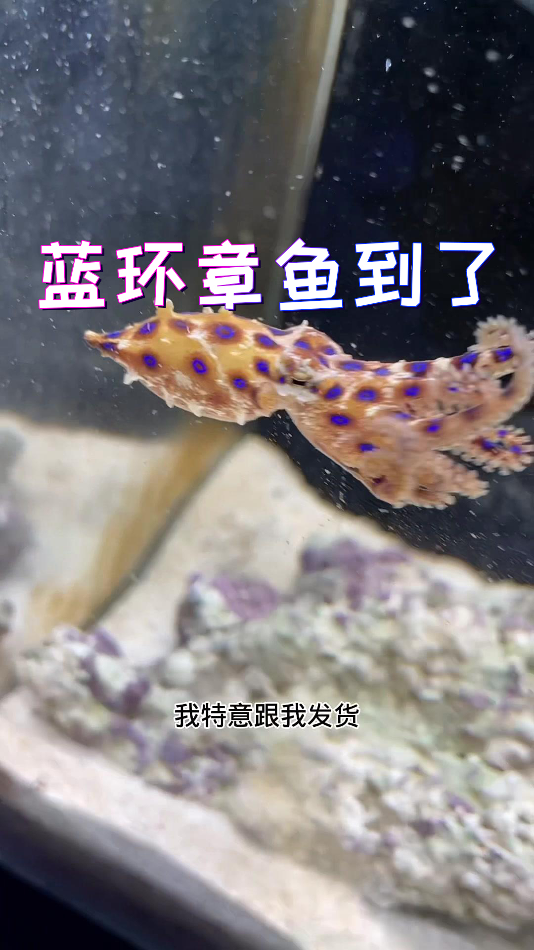 我有點擔心藍環章魚的安危