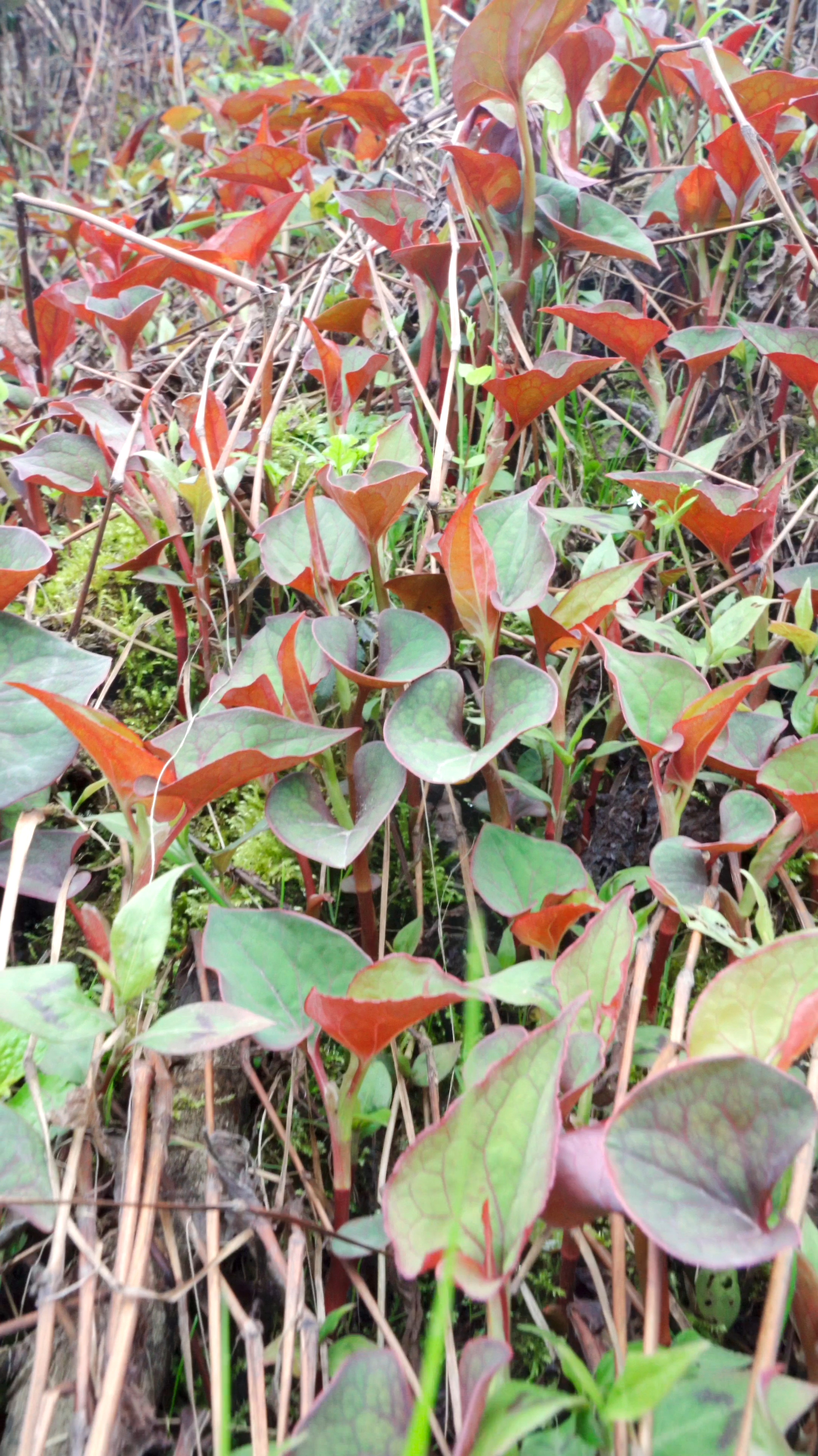 山里野生折耳根太多了,摘点回家