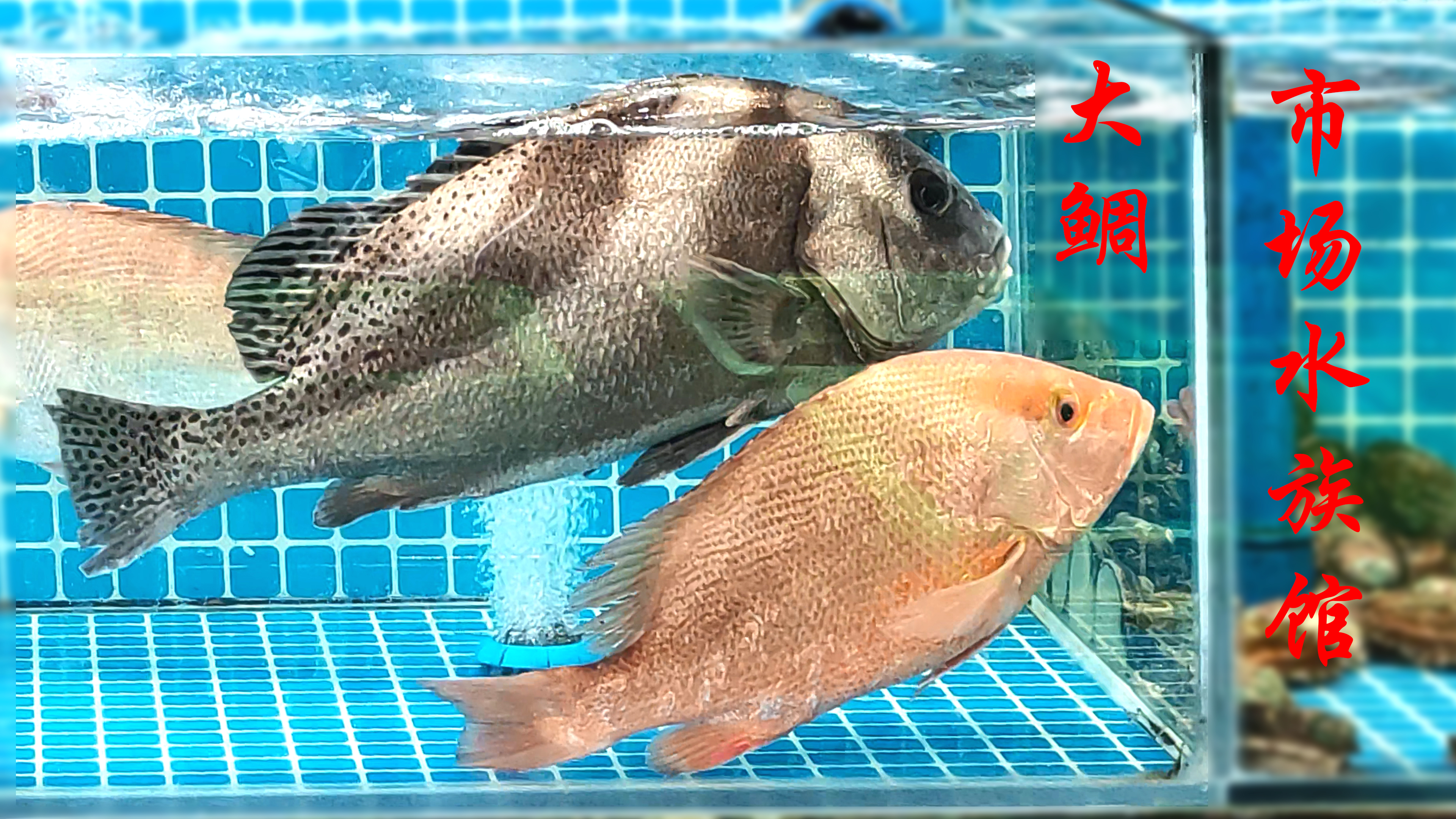 市场水族馆:游水大鲷,野生养殖有别