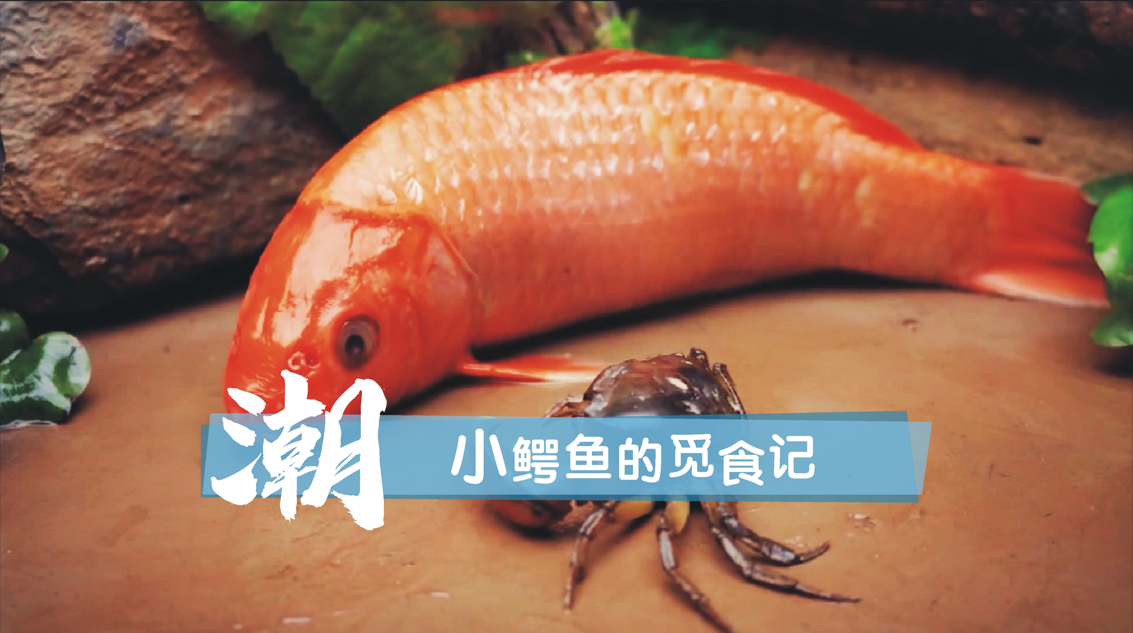 宠物鱼的定格世界 小鳄鱼的觅食记 创意趣味视频