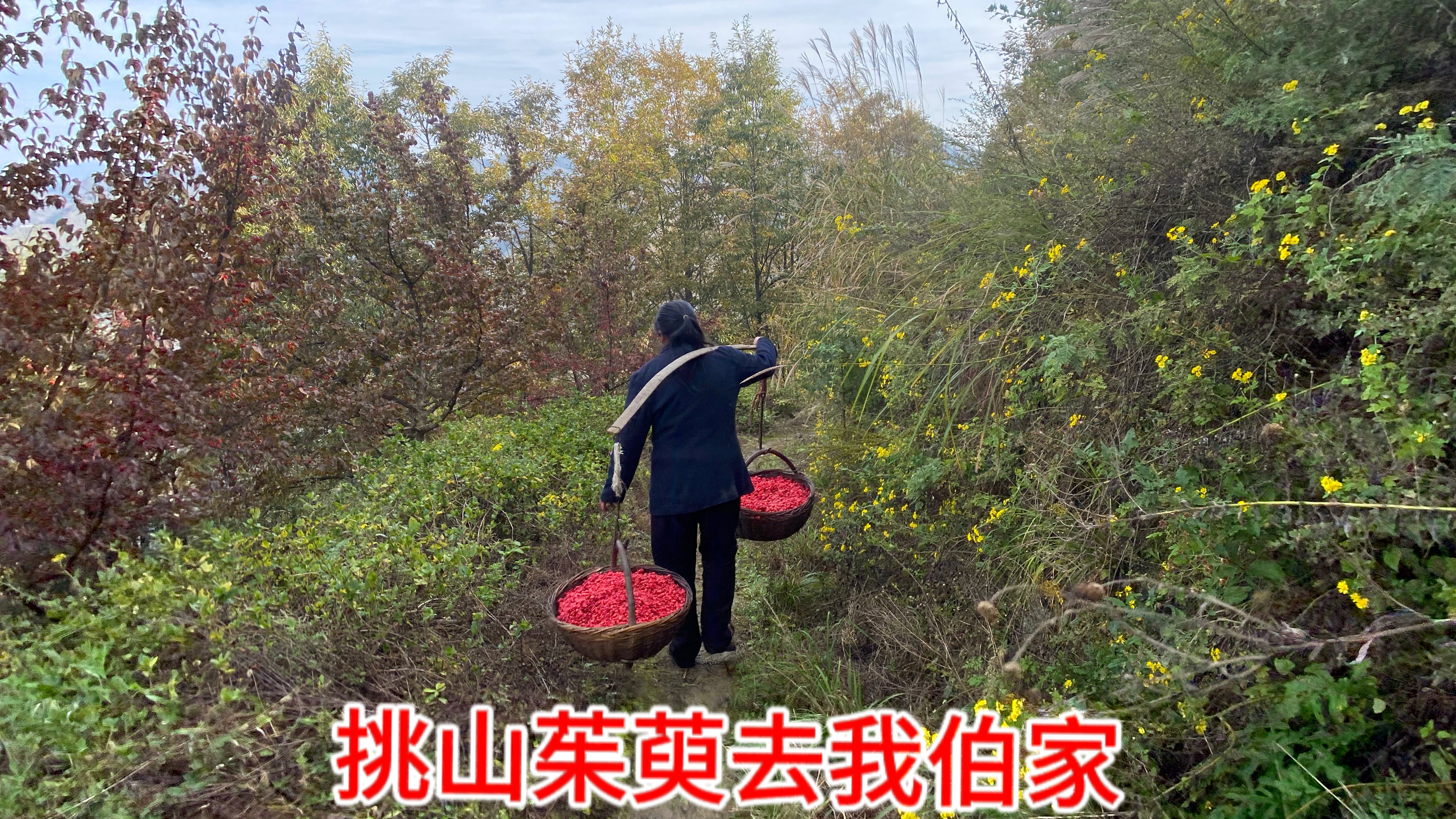 一早去我伯家烘山茱萸肉，不通路只能挑过去，烘干天黑打着手电回