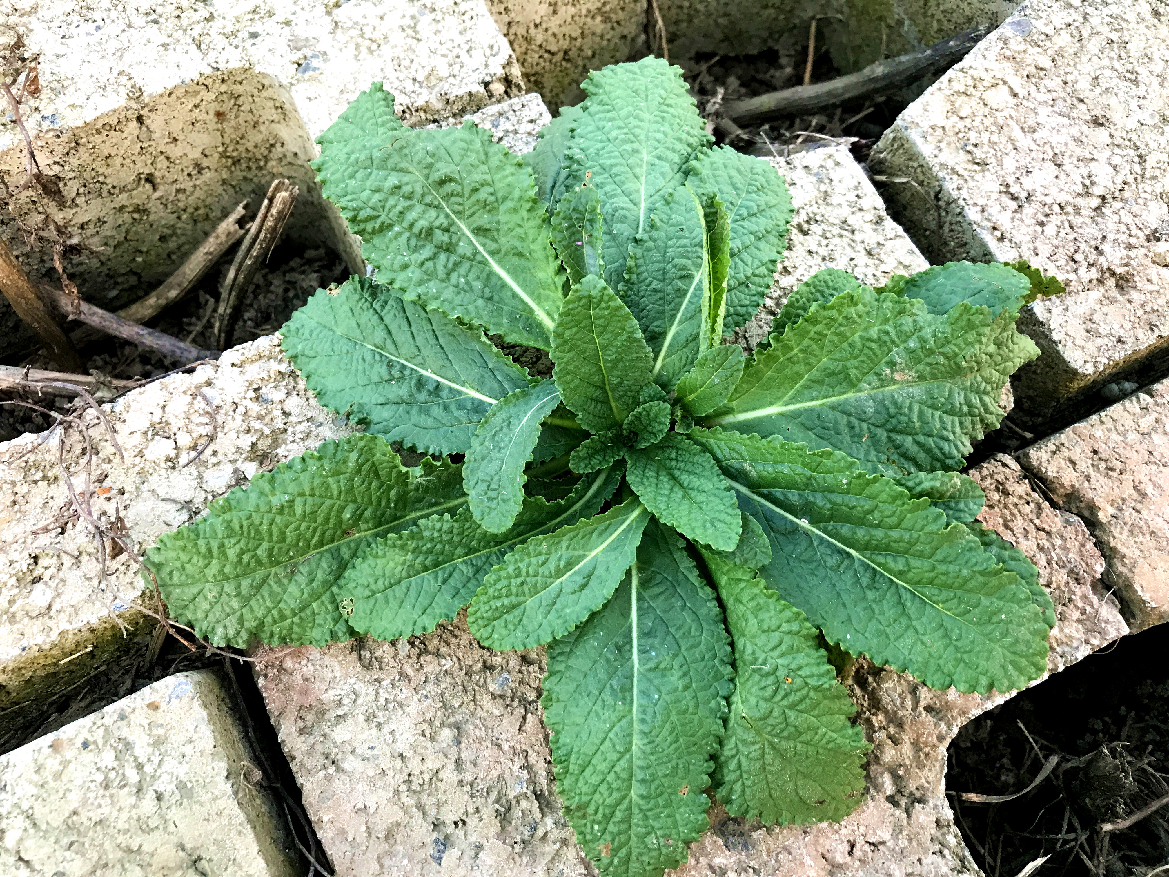 蛤蟆草又叫皱皮菜、荔枝草煮水,生活中解决了很多人的烦恼!