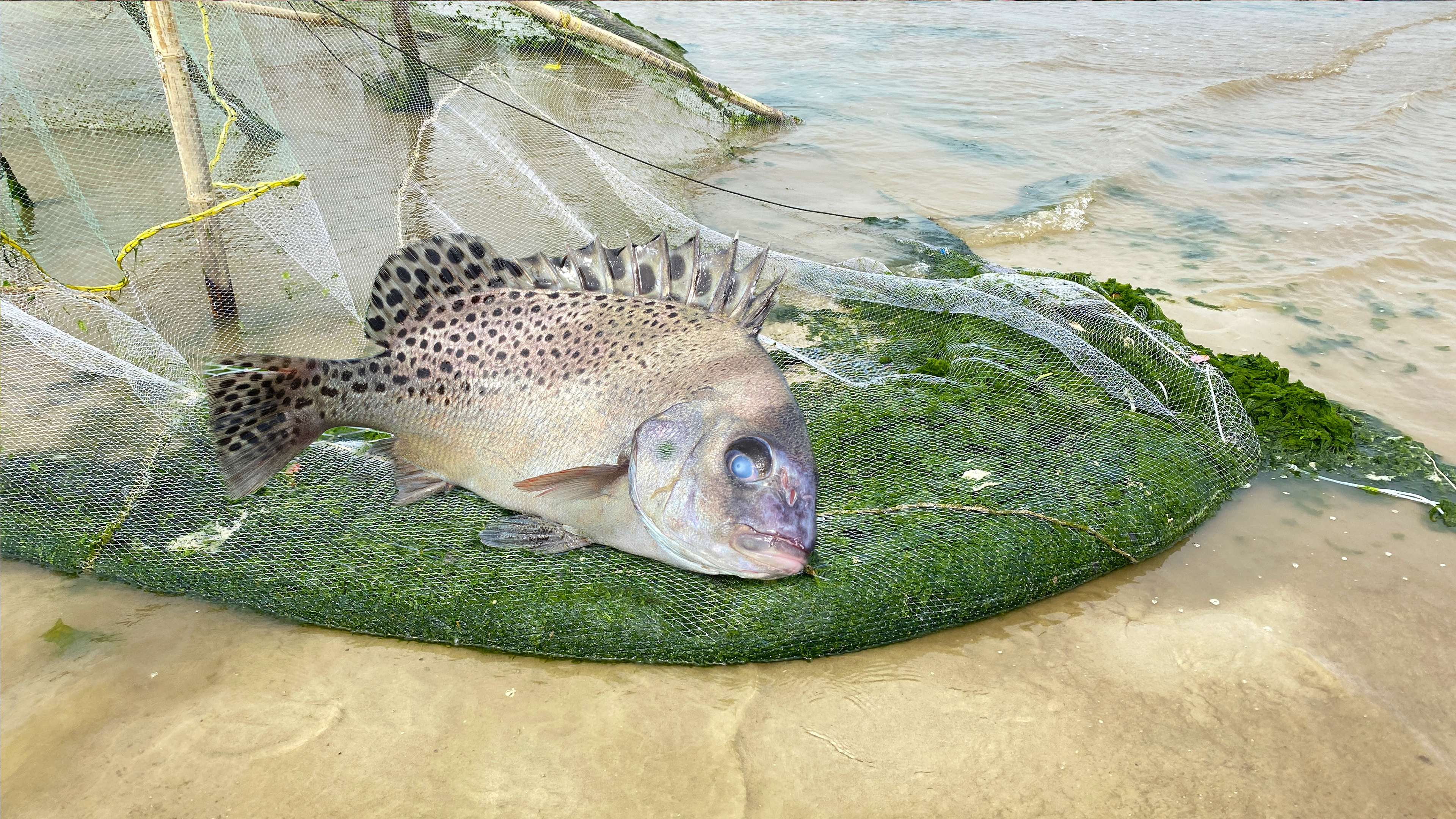 60一斤靓货被“天罗地网”缠住,阿聪刚解开就开溜,差点让它跑了