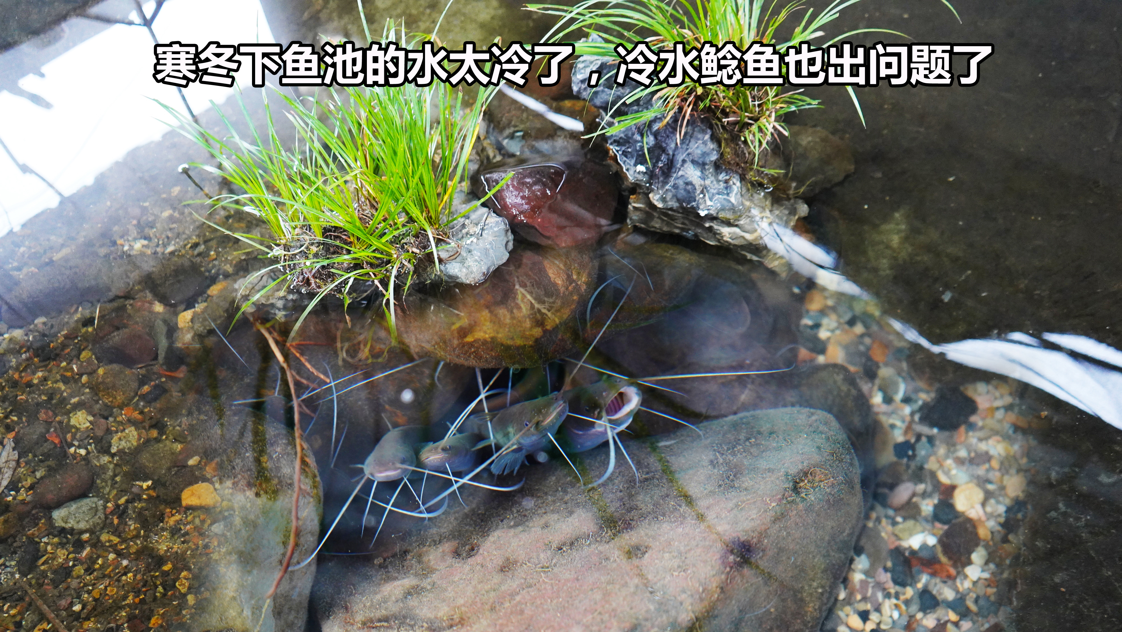 冬季鱼池的水温太低，没想到冷水鲶鱼也冷死不少，冬季这一关难过