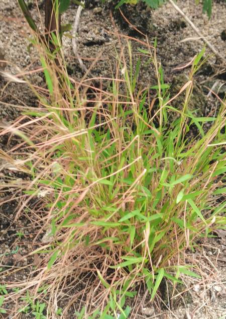 潮汕青草之金丝草又称猫毛草,猫毛草这名是怎么得来的呢?-度小视