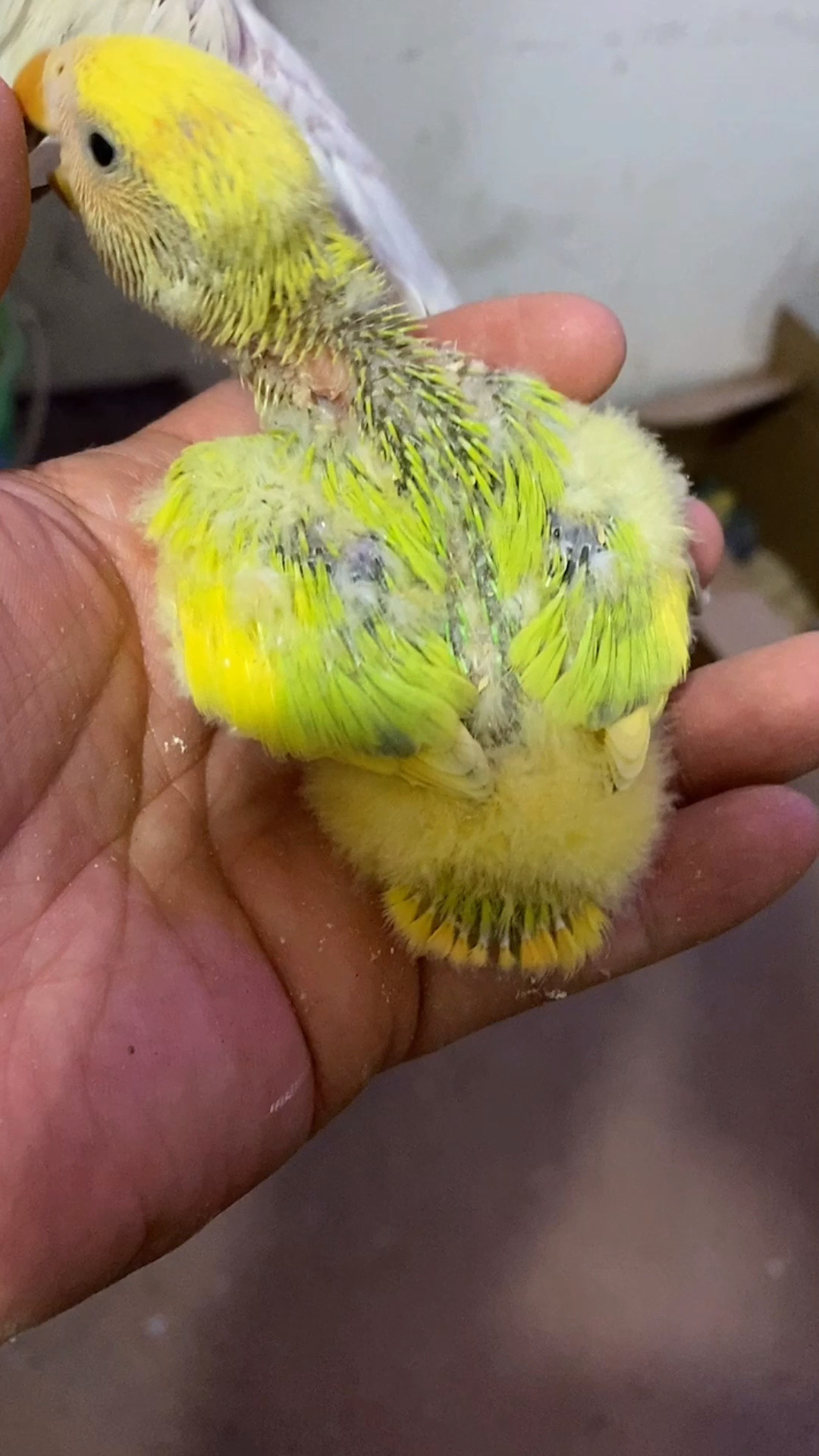 牡丹鹦鹉金头绿闪派