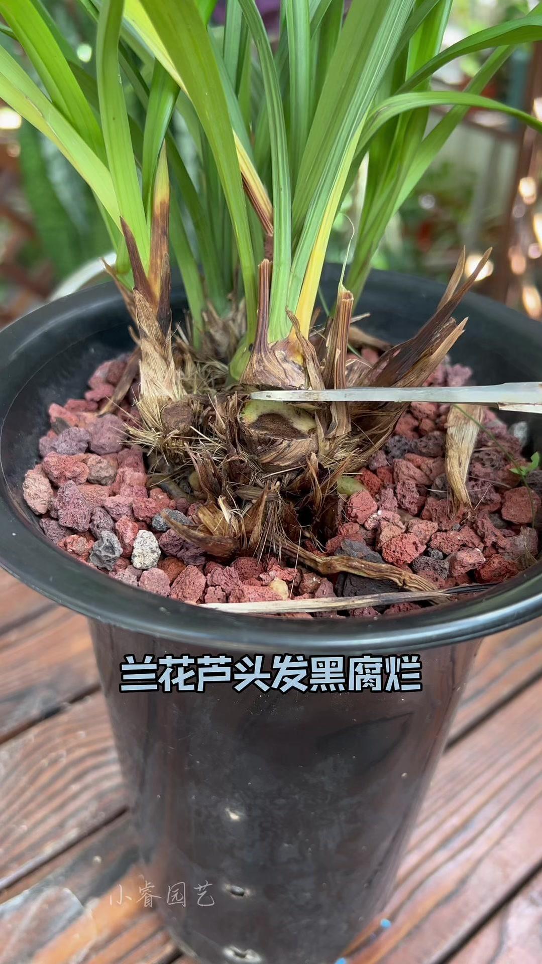 兰花芦头发黑腐烂,叶片大量枯萎,多半是根系出了问题