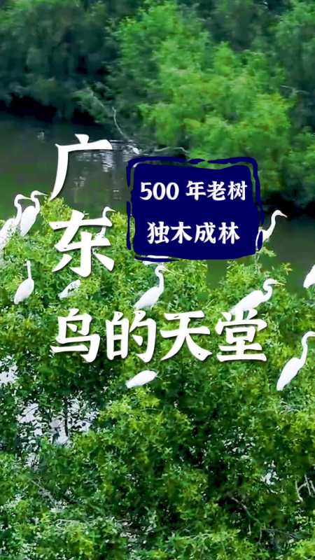 巴金笔下鸟的天堂,竟是广东最大的水榕树