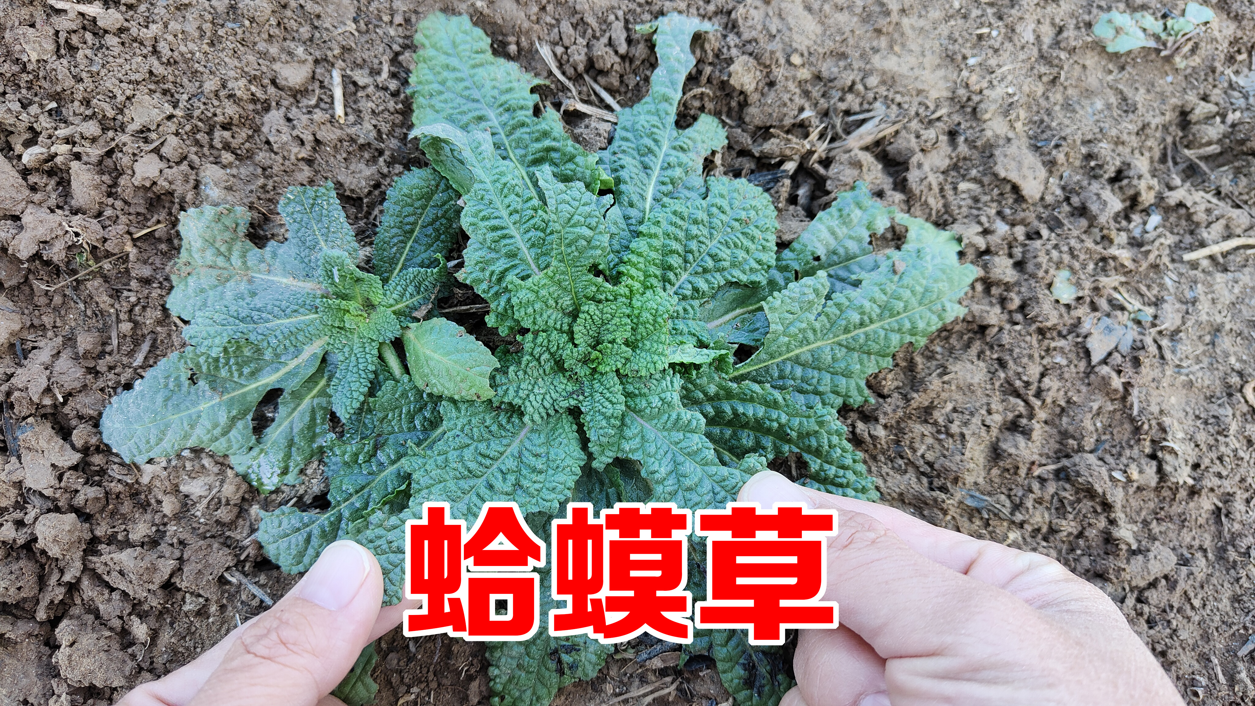 农村的蛤蟆草用来煎鸡蛋，作用太厉害了，可惜很多人还不知道