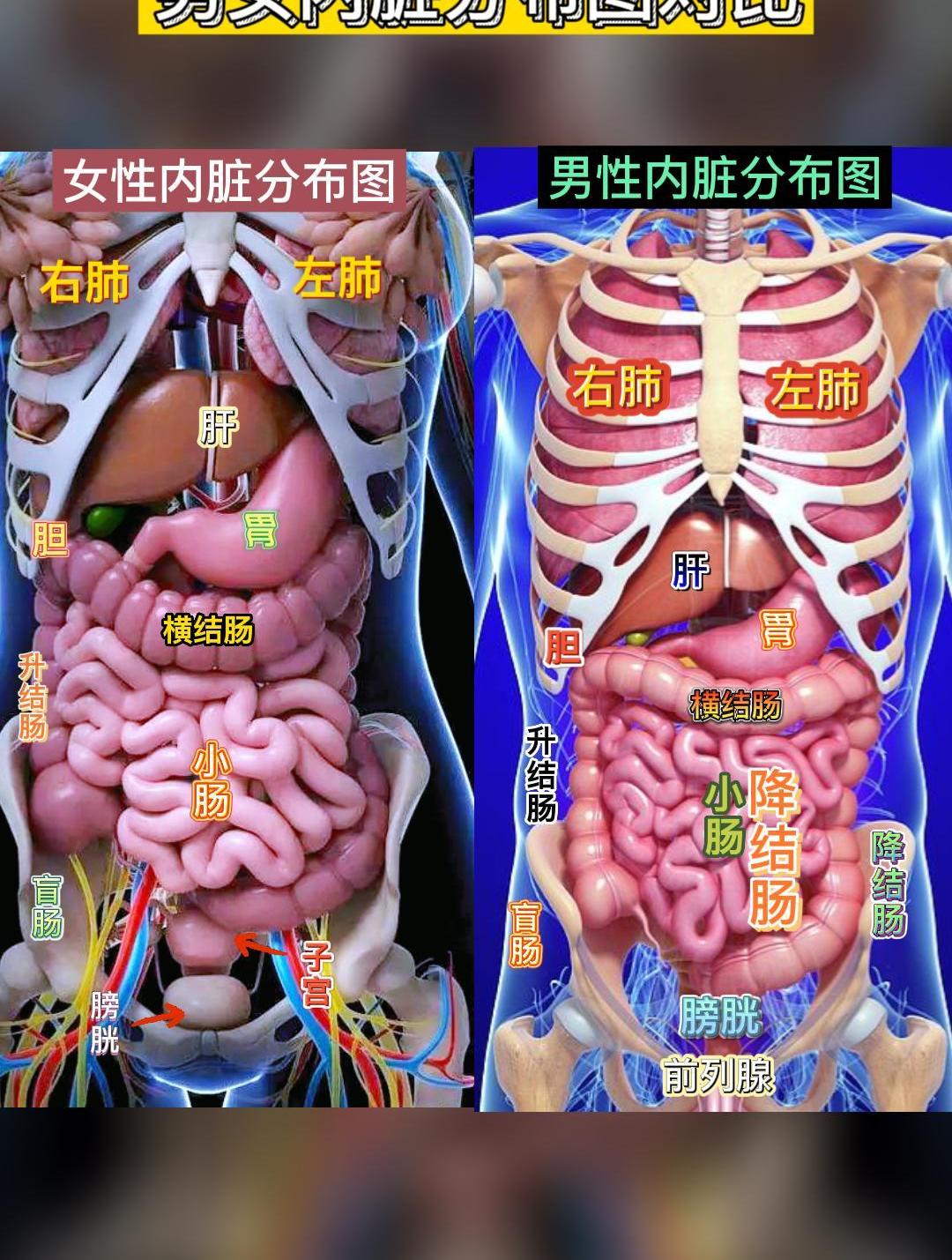 身体组织的分布图图片