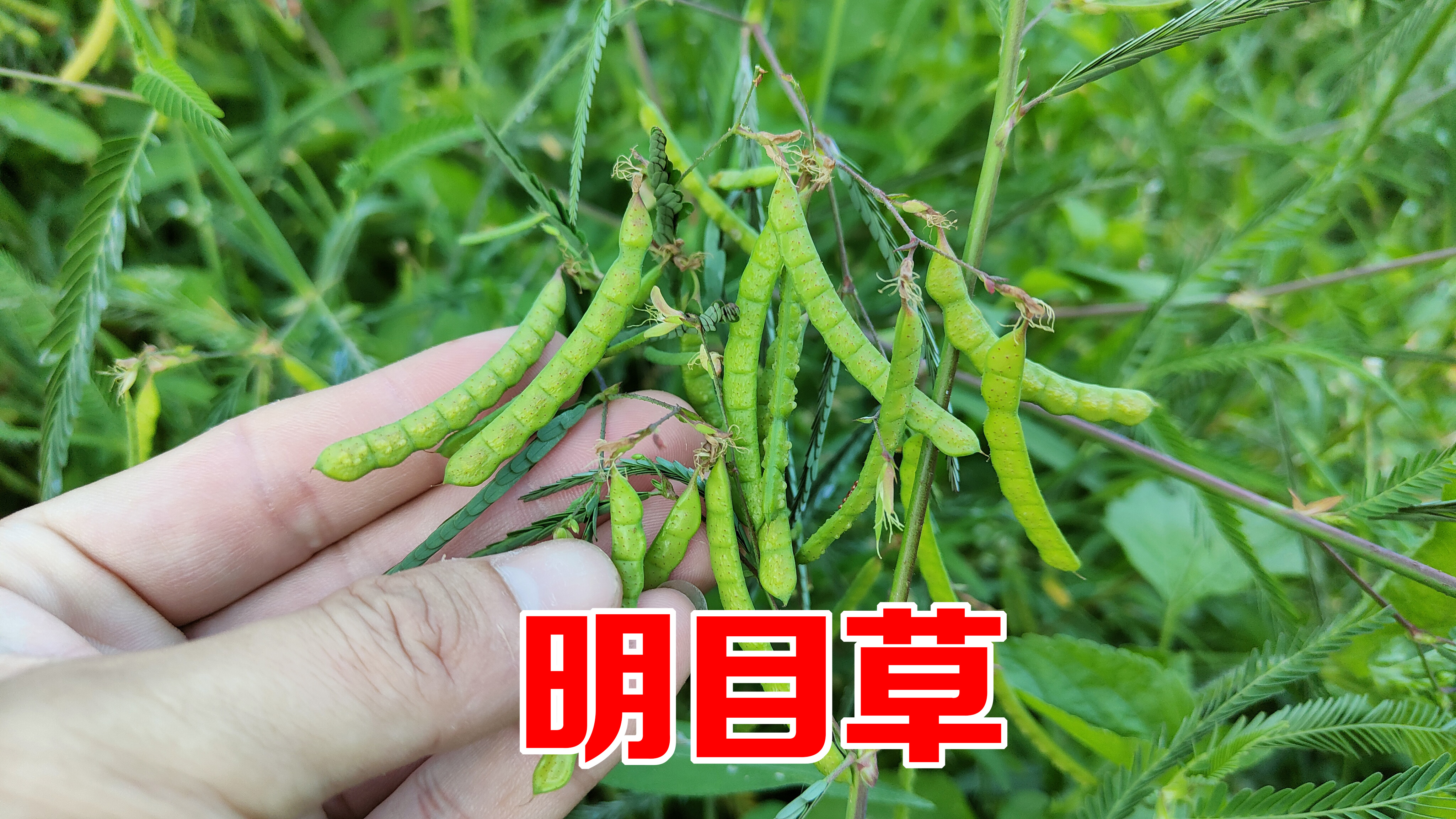 这植物叫田皂角,农村人称它为“明目草”,用来炖猪蹄作用太厉害