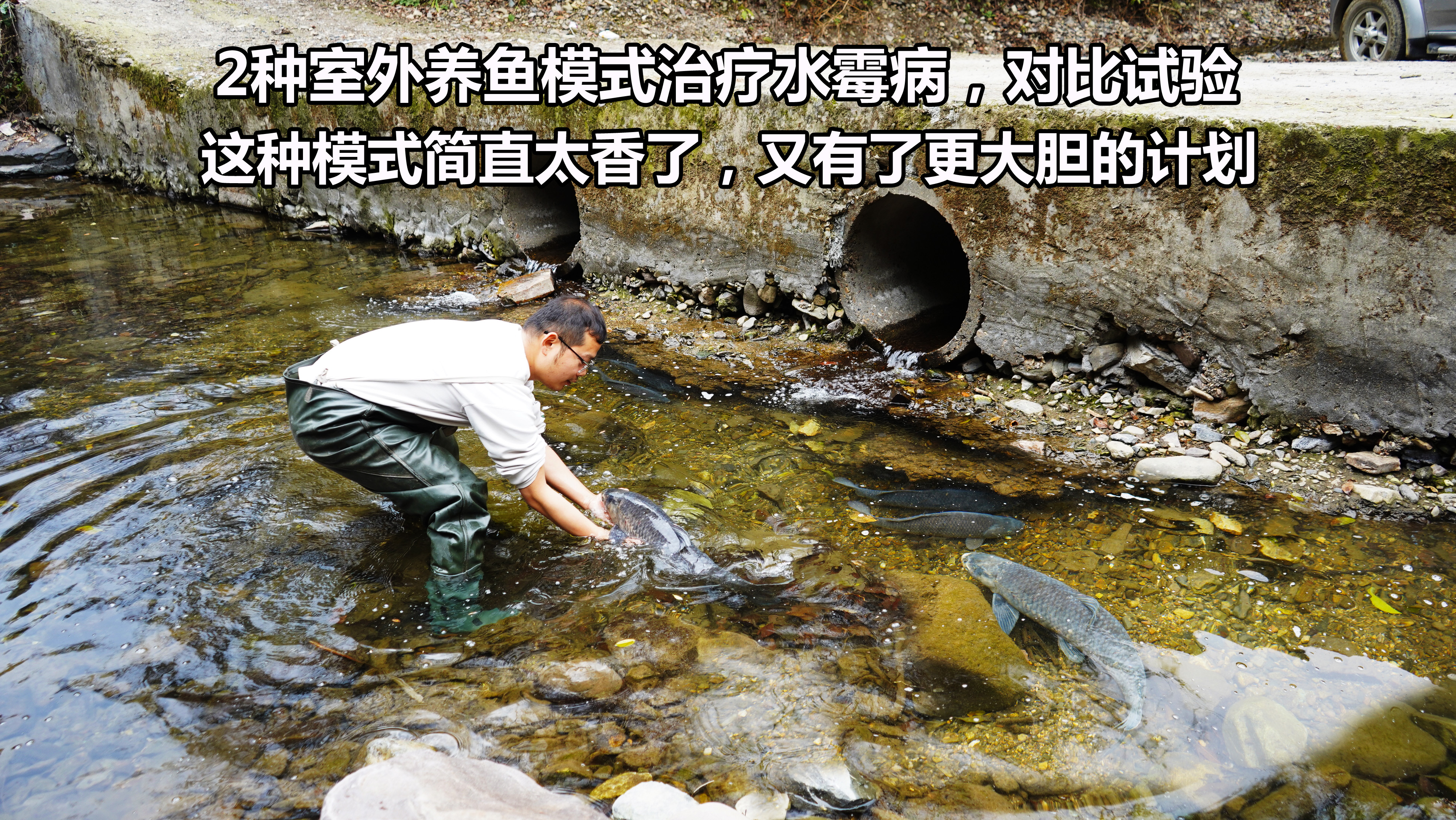 鱼养在室外晒太阳就能治水霉病?10天2组实验结果对比,看看有啥