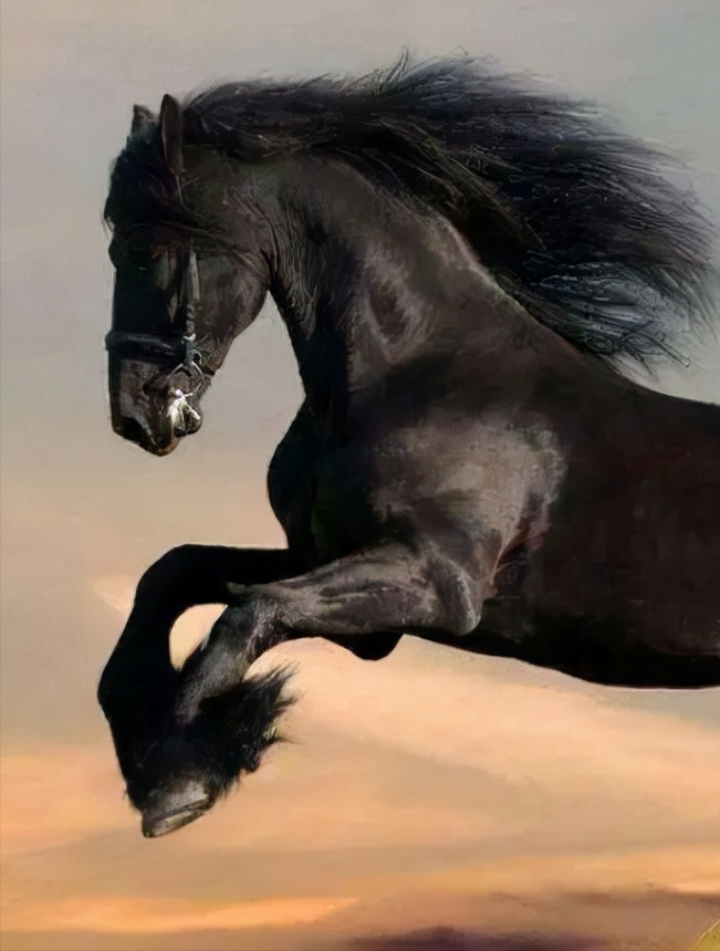 天津马场发现汗血宝马,流汗后专家吓一跳,汗血马真存在?1-度小视