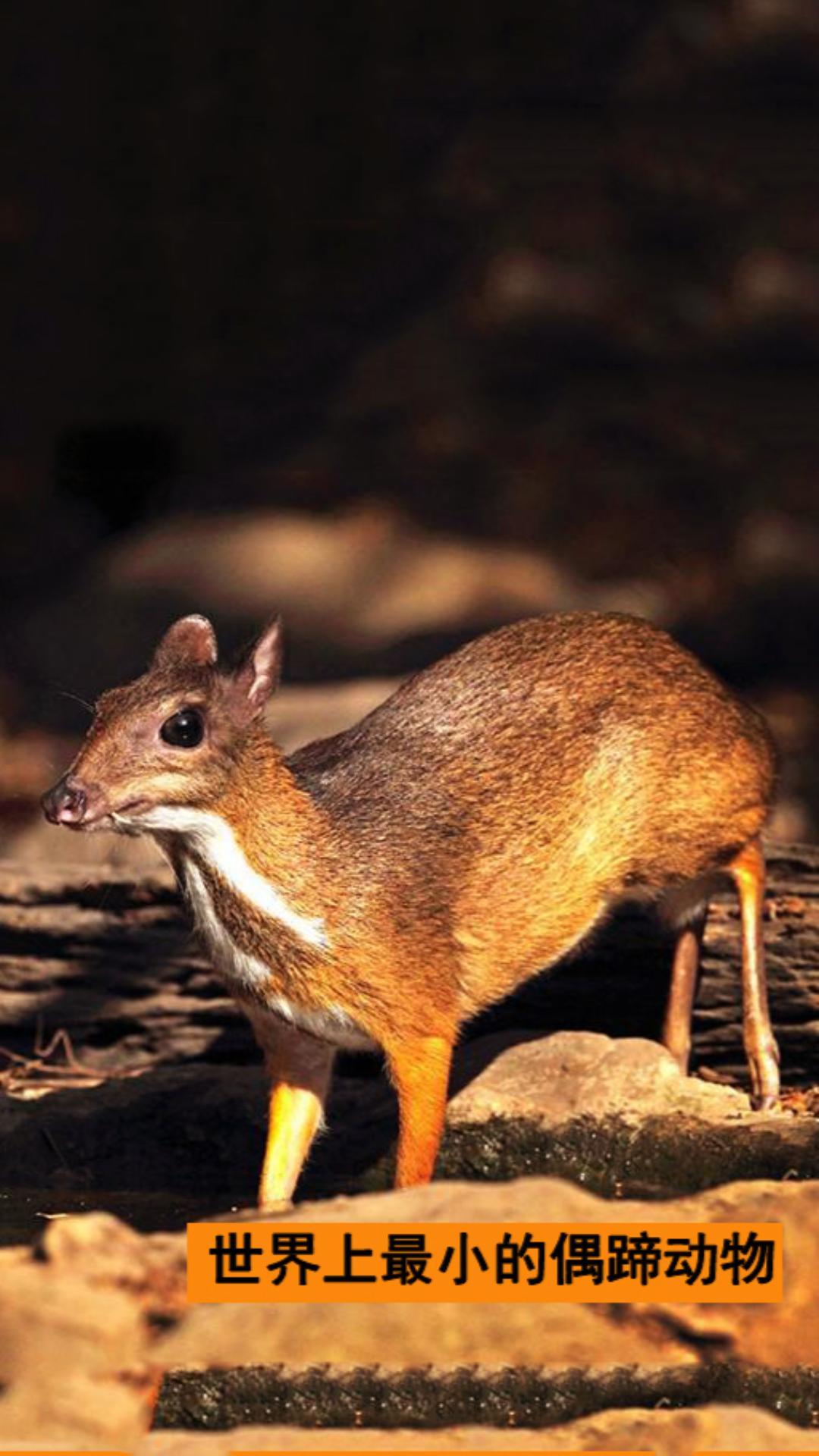 地球上最小的偶蹄类动物-鼷鹿-度小视