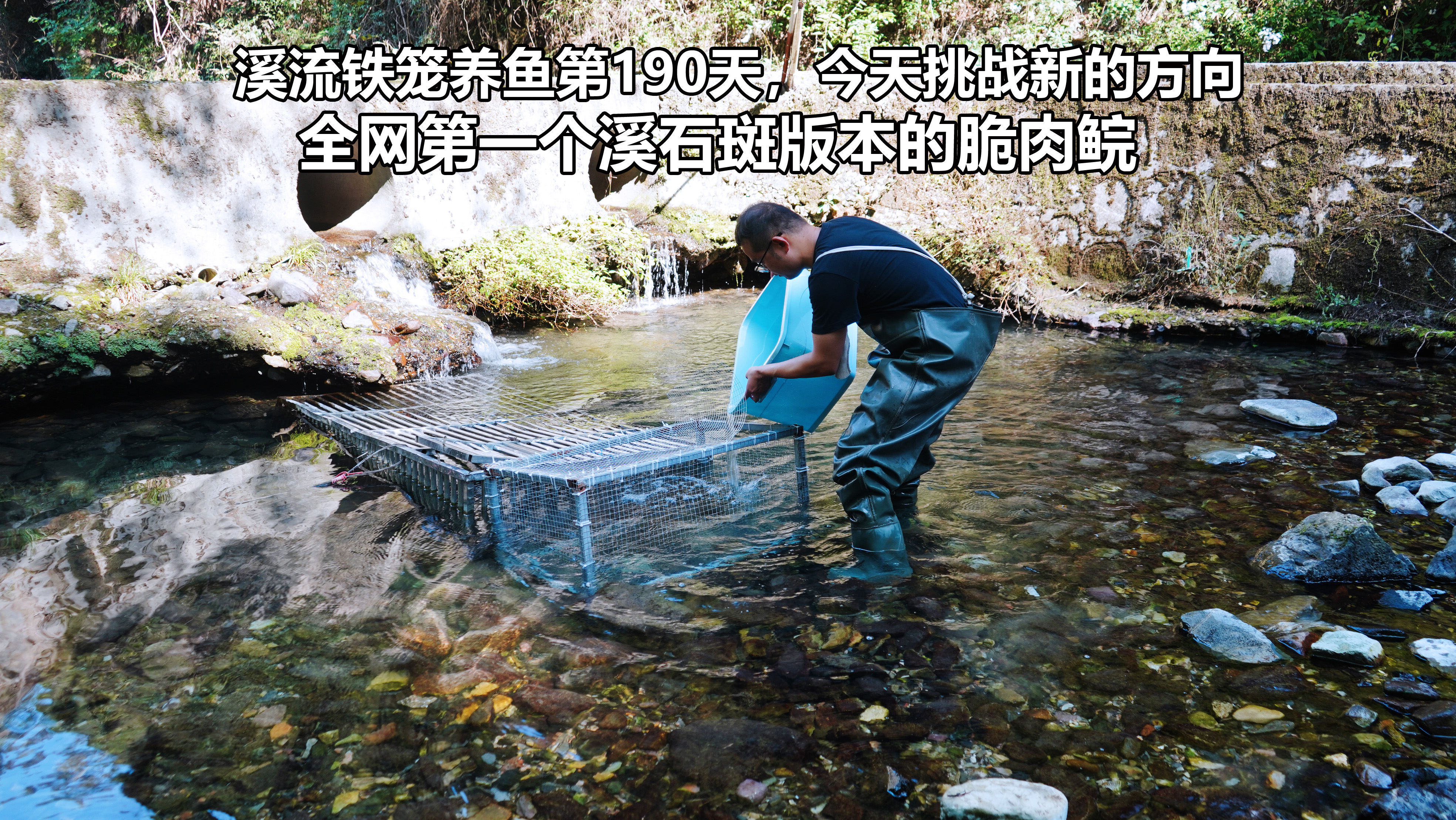 溪流铁笼养鱼第190天，今天尝试做全网第一个溪石斑版本的脆肉鲩