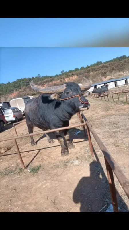 中国超级牛王四大天王之一,黑金刚牛王已仙逝-度小视