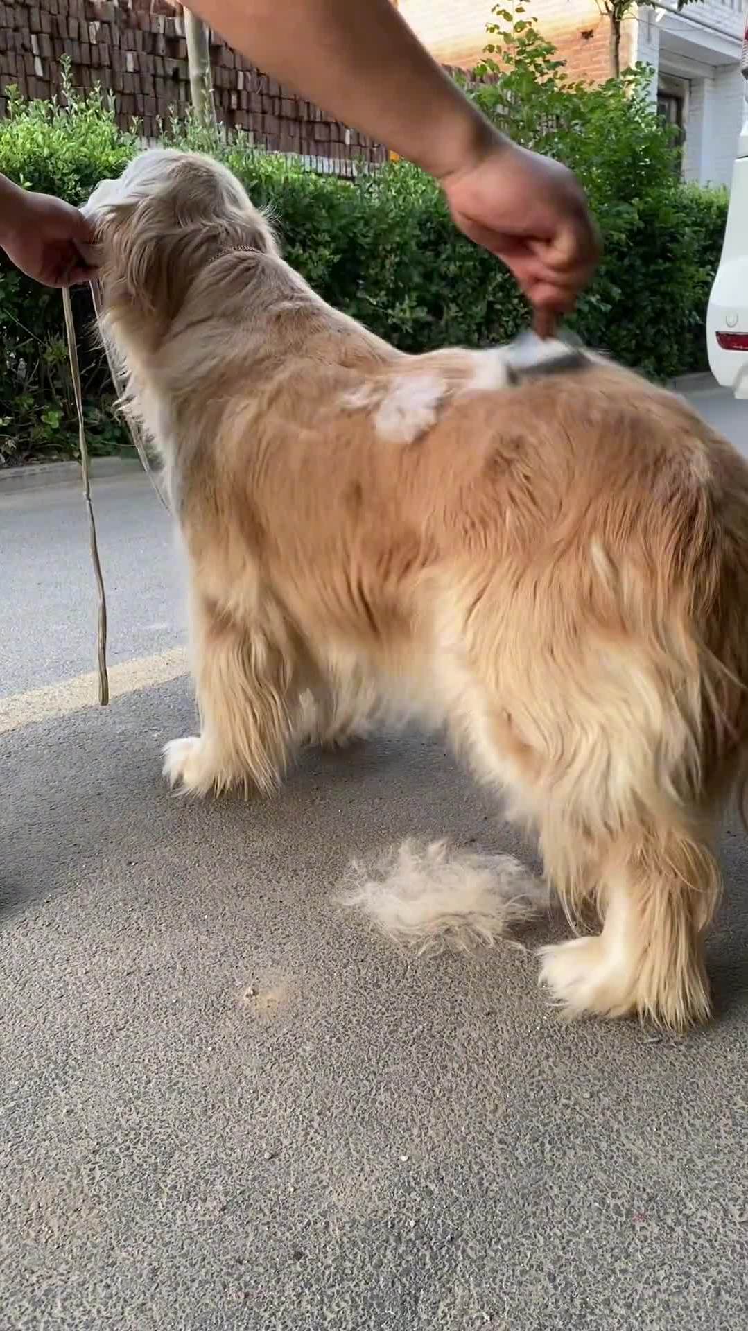 又到了狗狗的换毛季,你家狗开始换毛了吗