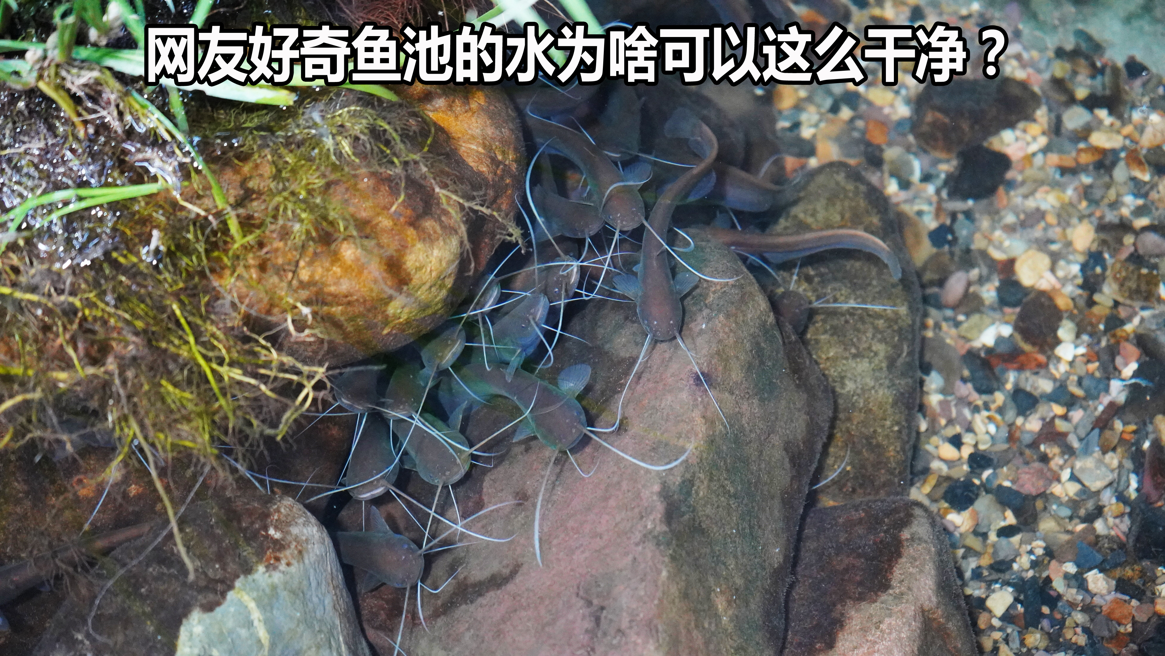 鱼池的水干净的有点可怕,网友好奇如何办到的,做好这几点谁都行