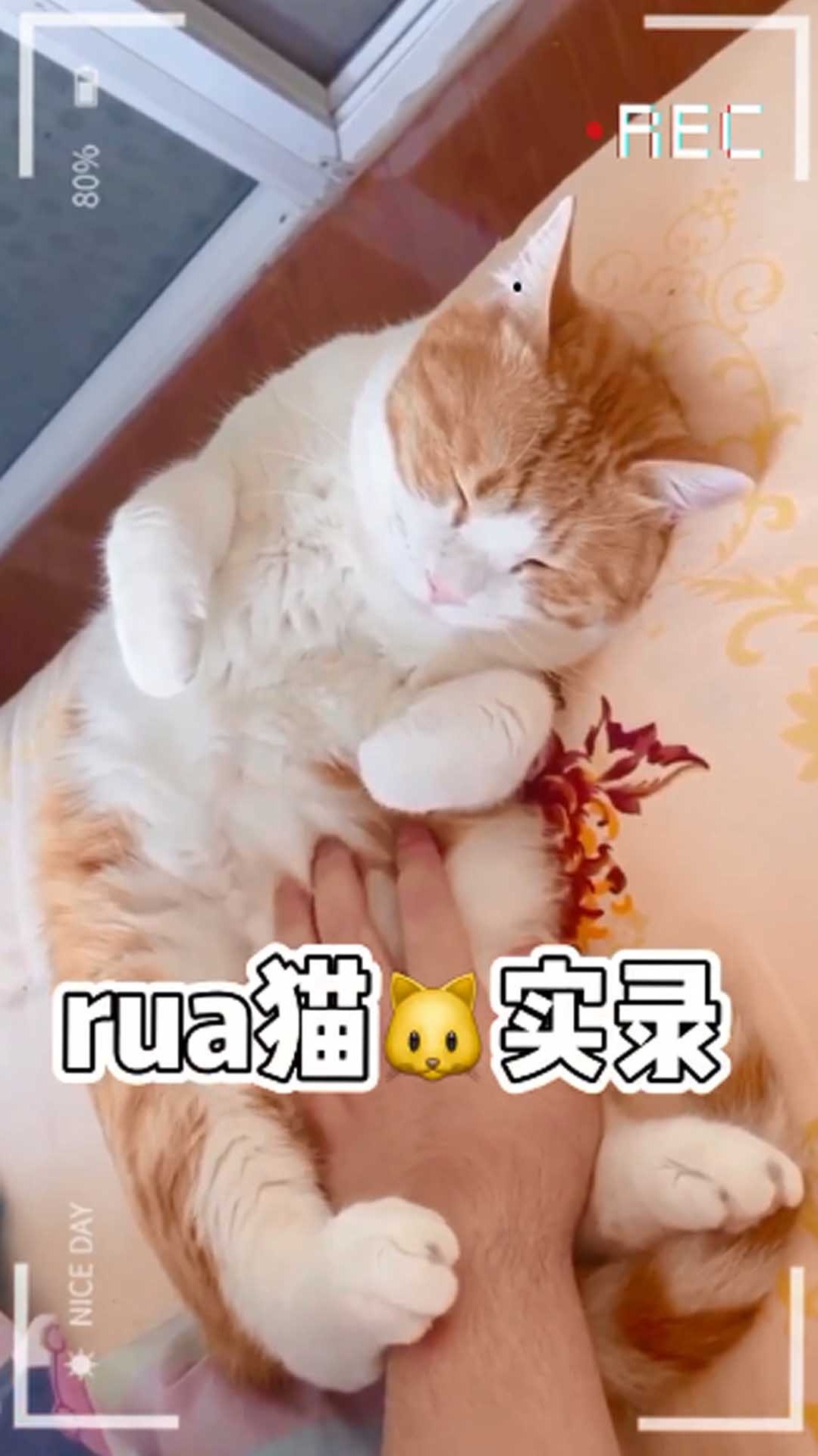 rua猫实录快转给你最想萌翻的人