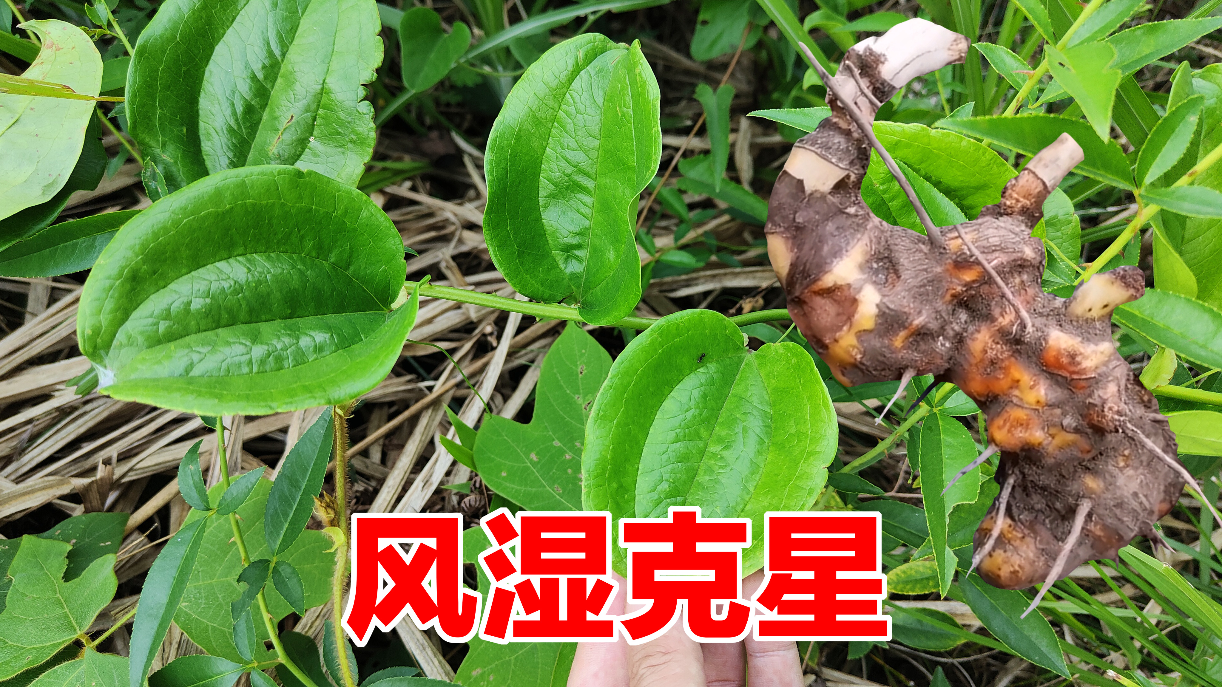 金刚藤又名菝葜，农村人称它为“风湿的克星”？遇见挖些回家泡酒