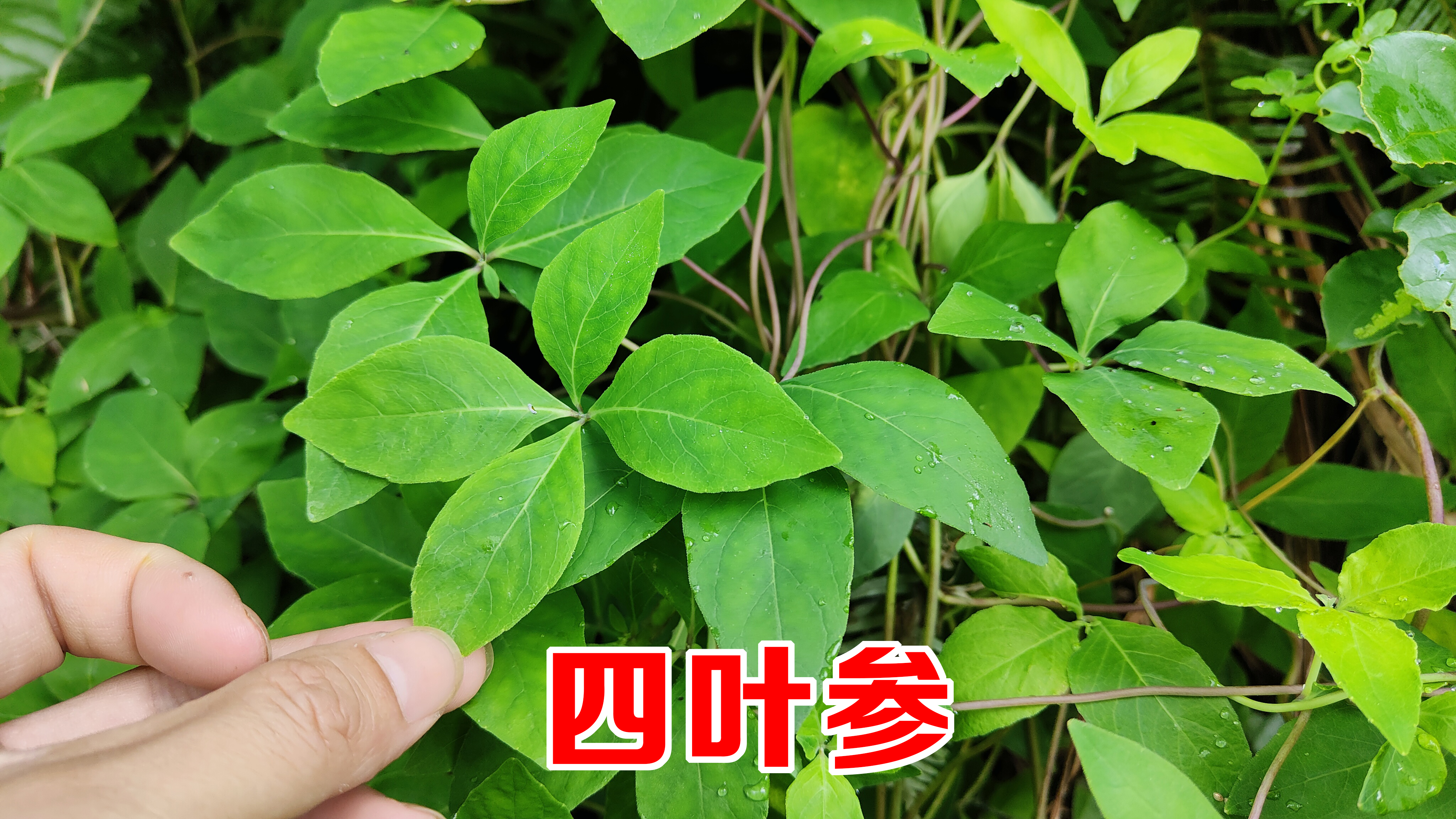 农村珍贵的“四叶参”,用来煲鸡汤价值原来这么大?你可能也见过