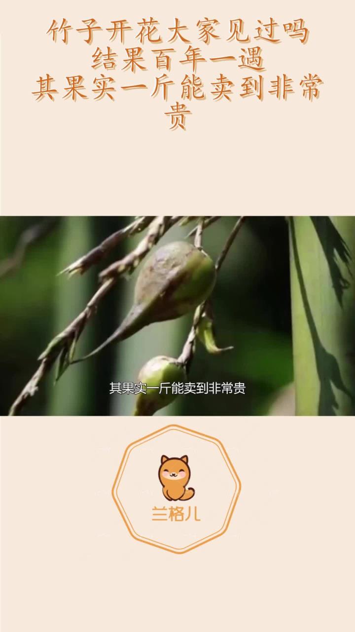 竹子开花大家见过吗?结果百年一遇,其果实一斤能卖到非常贵!-度小视