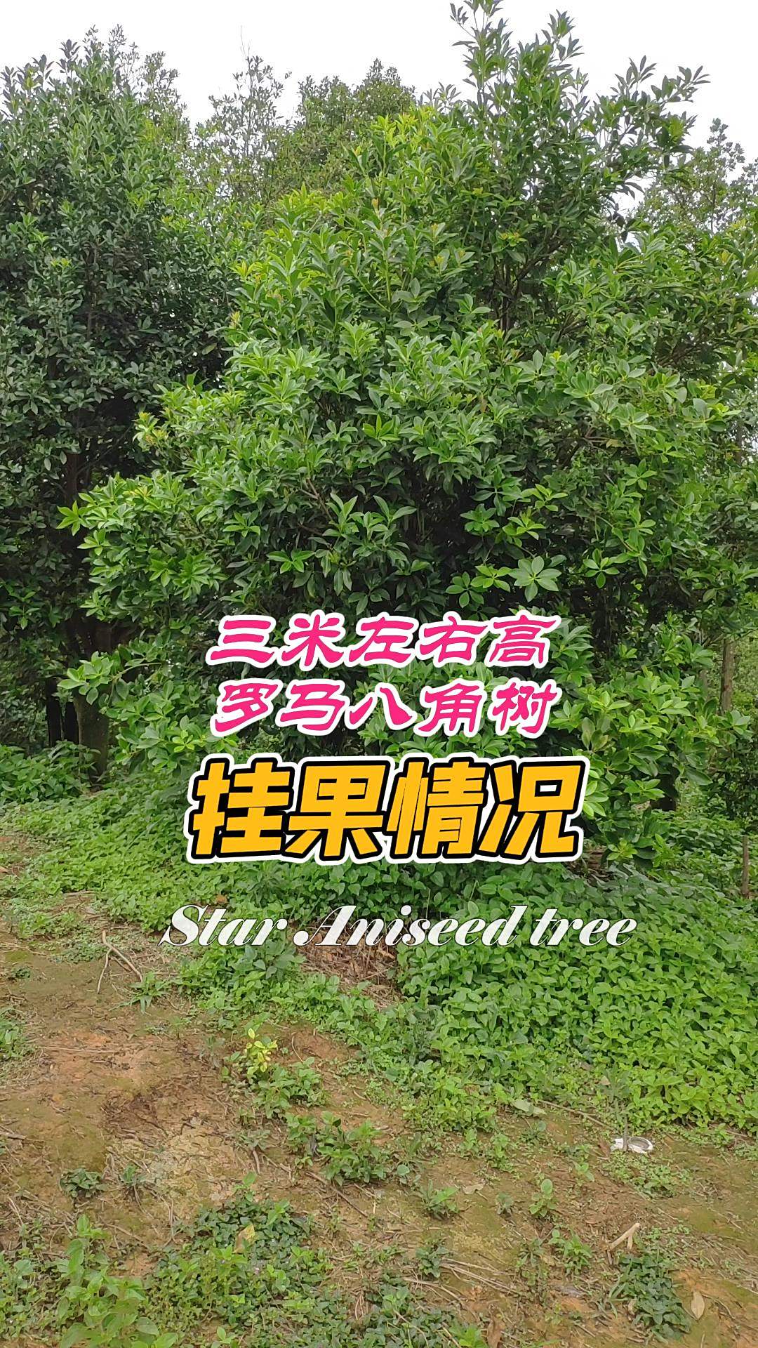 三米高的罗马八角树挂果是这样的