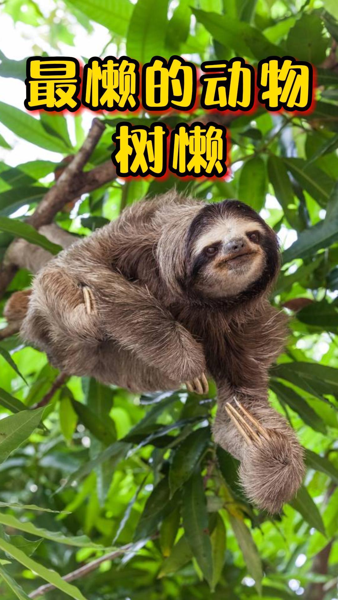 世界上最懒的动物能不动就不动树懒到底有多懒