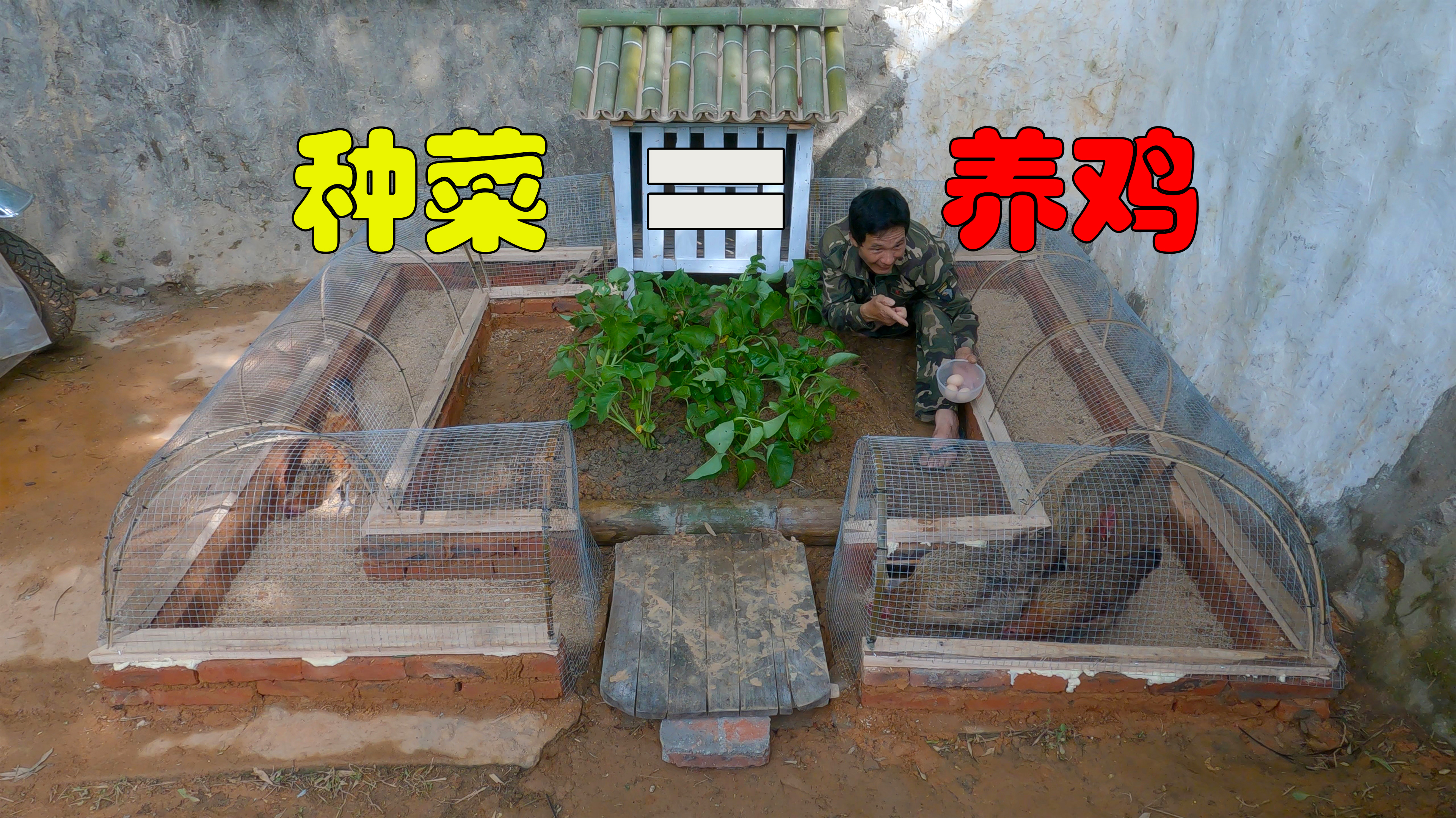 原来把“菜地”搬进“鸡窝”是这样的效果!终于种菜养鸡两不误
