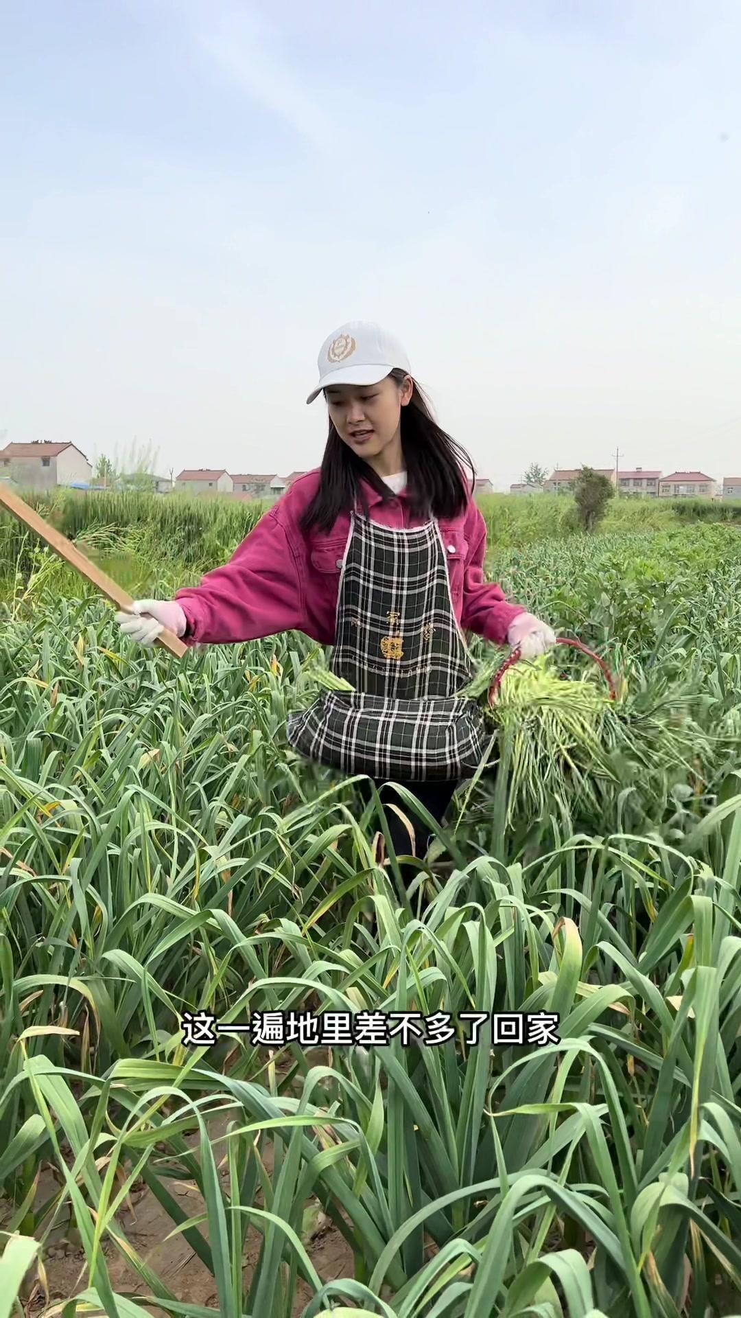 奶奶今天腰疼只有我自己下地滴蒜苔了 这几天蒜薹是吃不完了90-度小